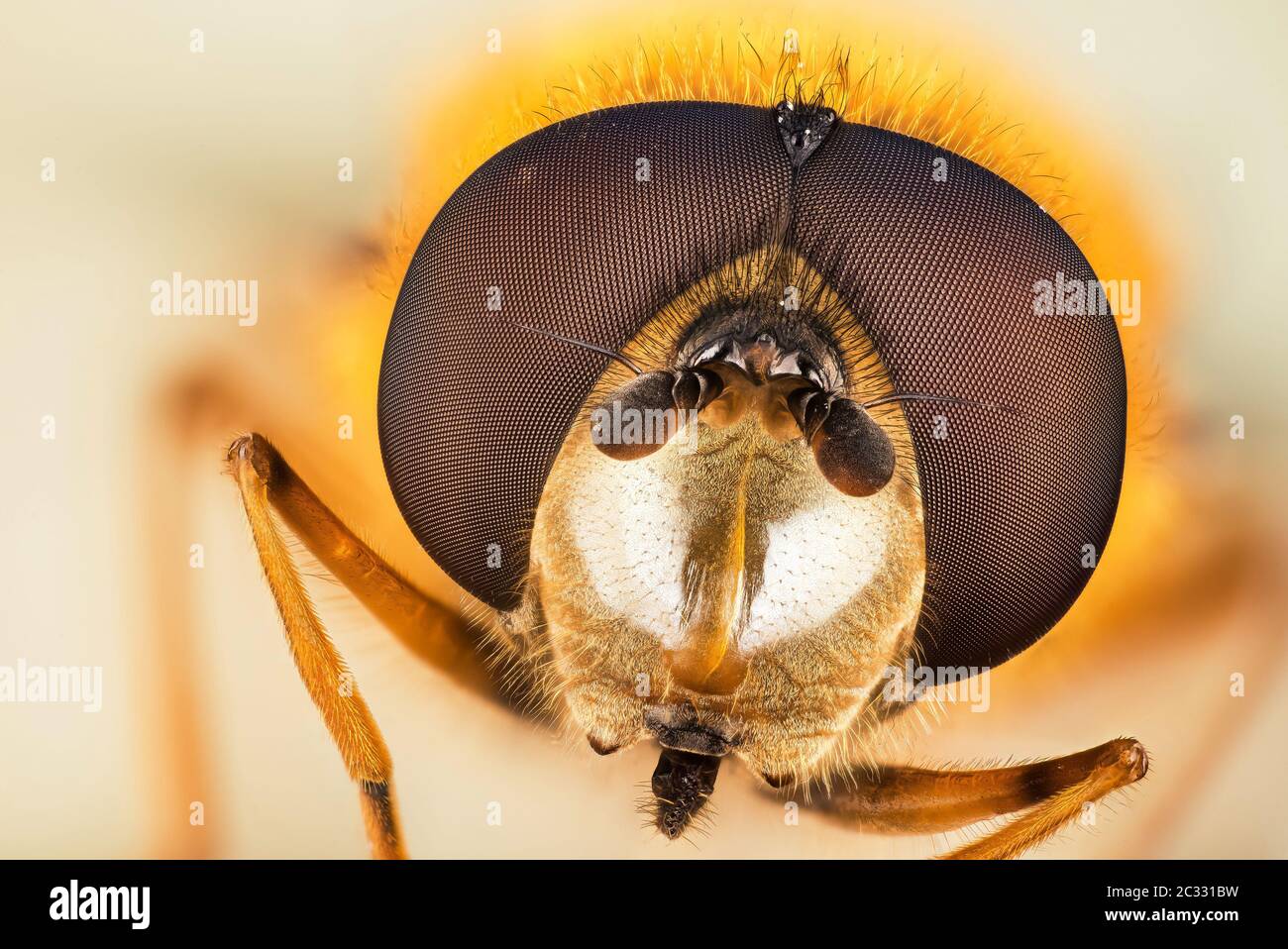 Makro Fokus Stapeln Porträt von Hoverfly Stockfoto