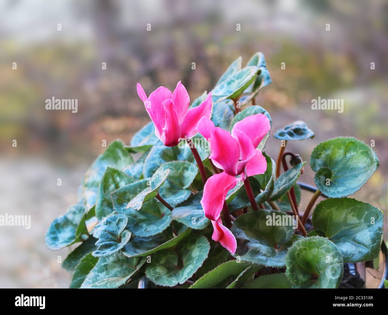 Der Frühling blüht aus rosafarbenen Cyclamen. Cyclamen hederifolium Stockfoto