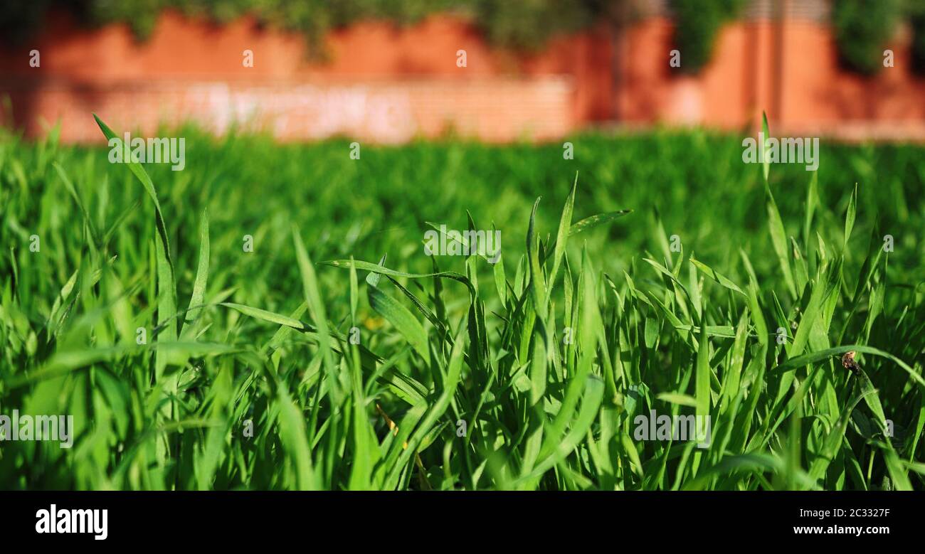 Hintergrund mit grünem Gras und orangefarbener Unschärfe Stockfoto