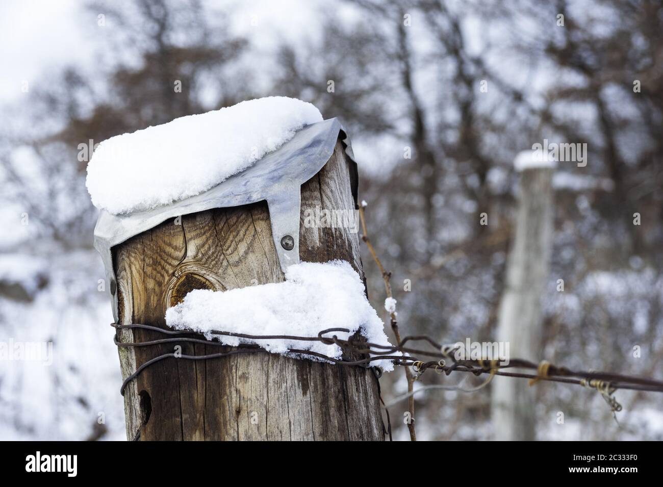 Schneedecke im Winter auf einem Weinberg Stockfoto