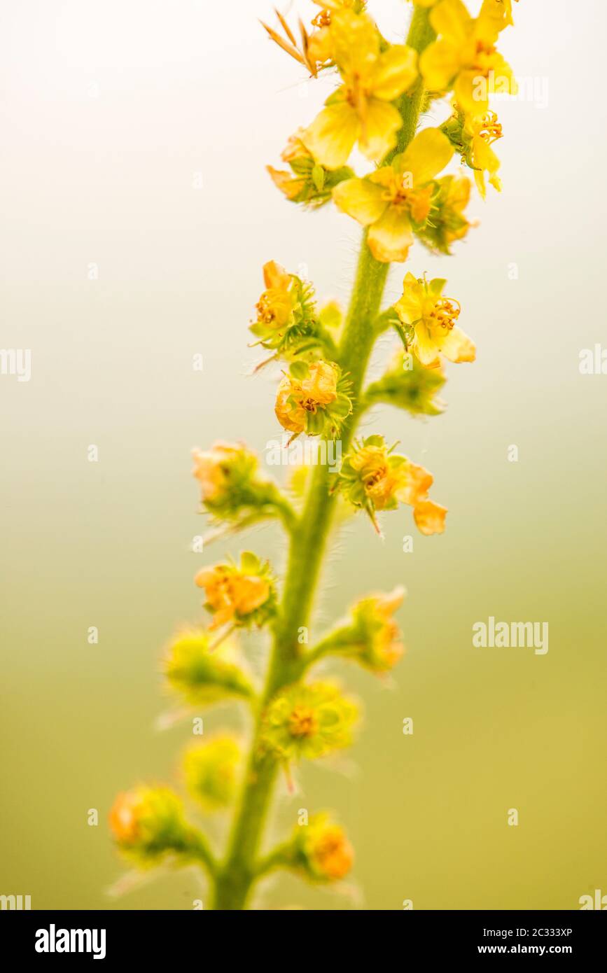 Gemeinsame agrimony mit Blume im Sommer Stockfoto