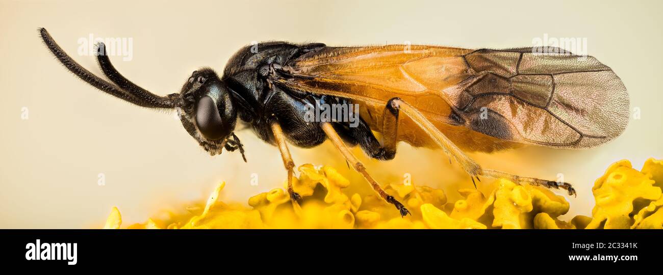 Makro Fokus Stapeln Aufnahme von Rübe Sawfly. Sein lateinischer Name ist Athalia rosae. Stockfoto