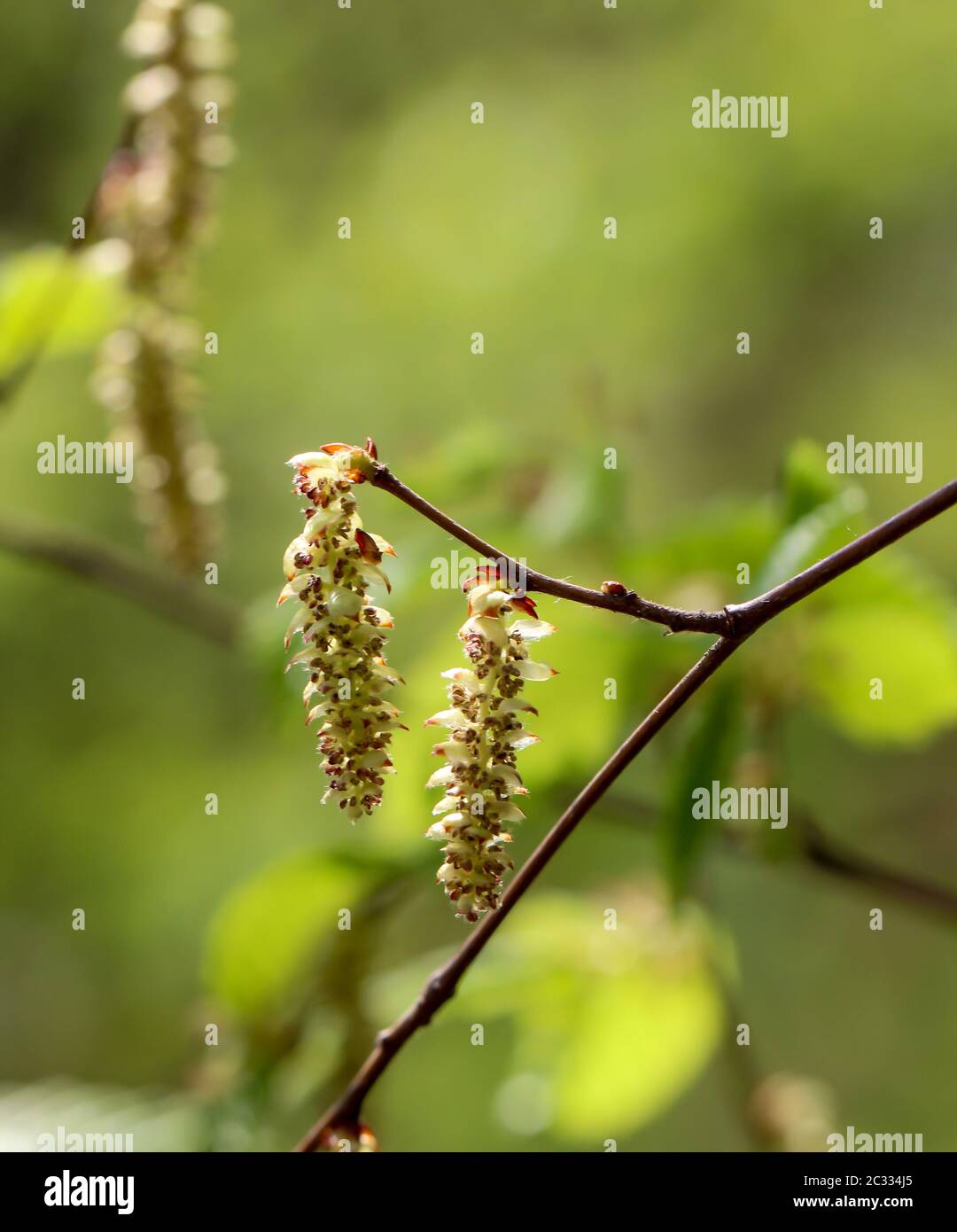 Blumen und Pollen, Blätter der Erle, sorgen im Frühjahr für Heuschnupfen bei alergischen Menschen Stockfoto