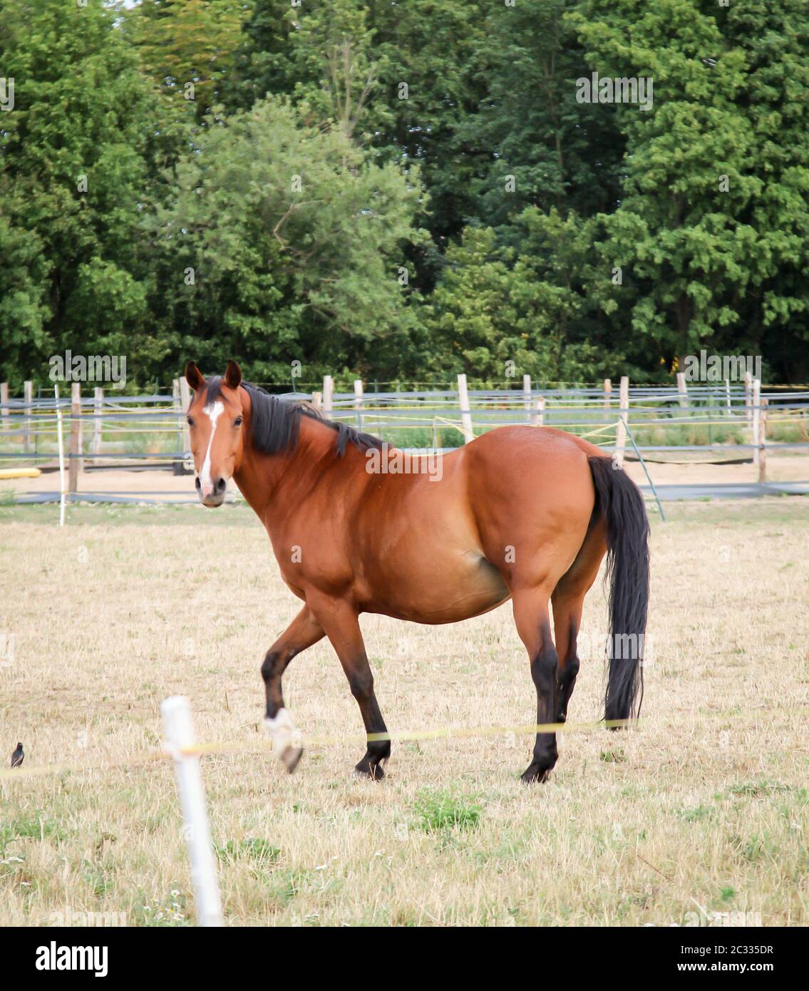 Pferde, Hengst, Stute auf einem Bauernhof, Paddock beim Weiden Stockfoto