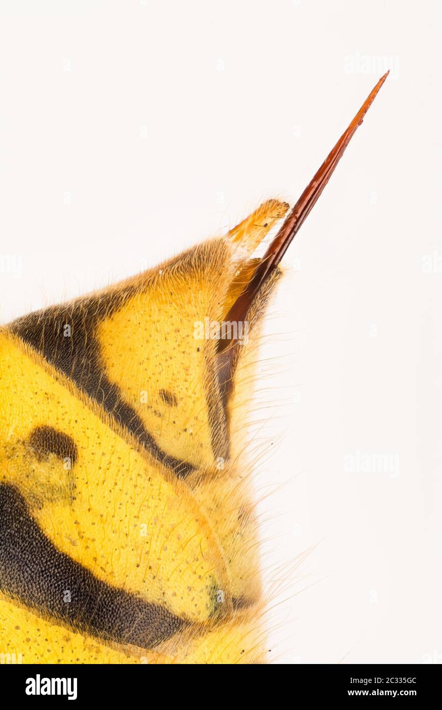 Makro Stapeln Fokus Aufnahme des STACHELES der allgemeinen Wasp. Ihr lateinischer Name ist Vespula vulgaris. Stockfoto