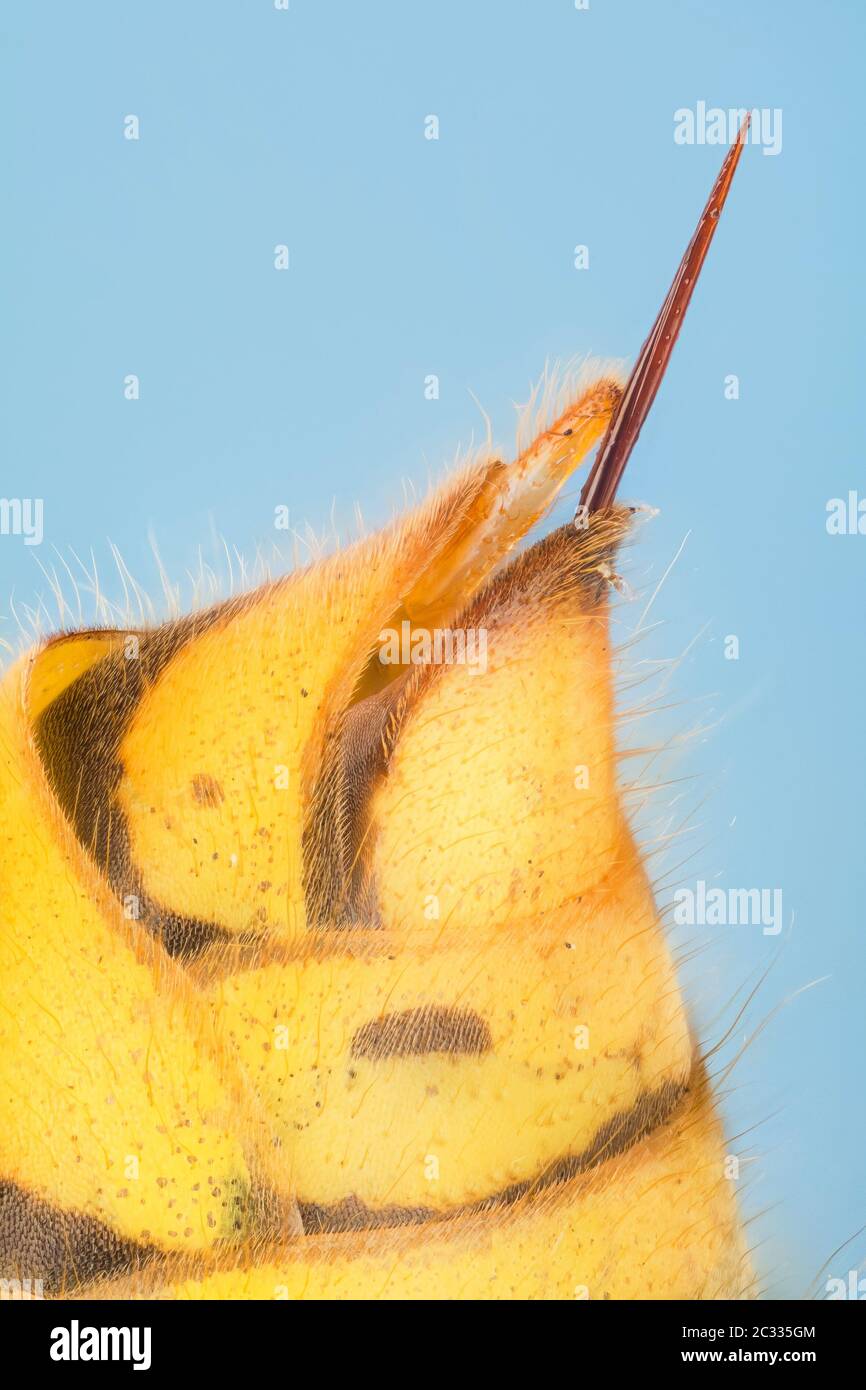 Makro Stapeln Fokus Aufnahme des STACHELES der allgemeinen Wasp. Ihr lateinischer Name ist Vespula vulgaris. Stockfoto