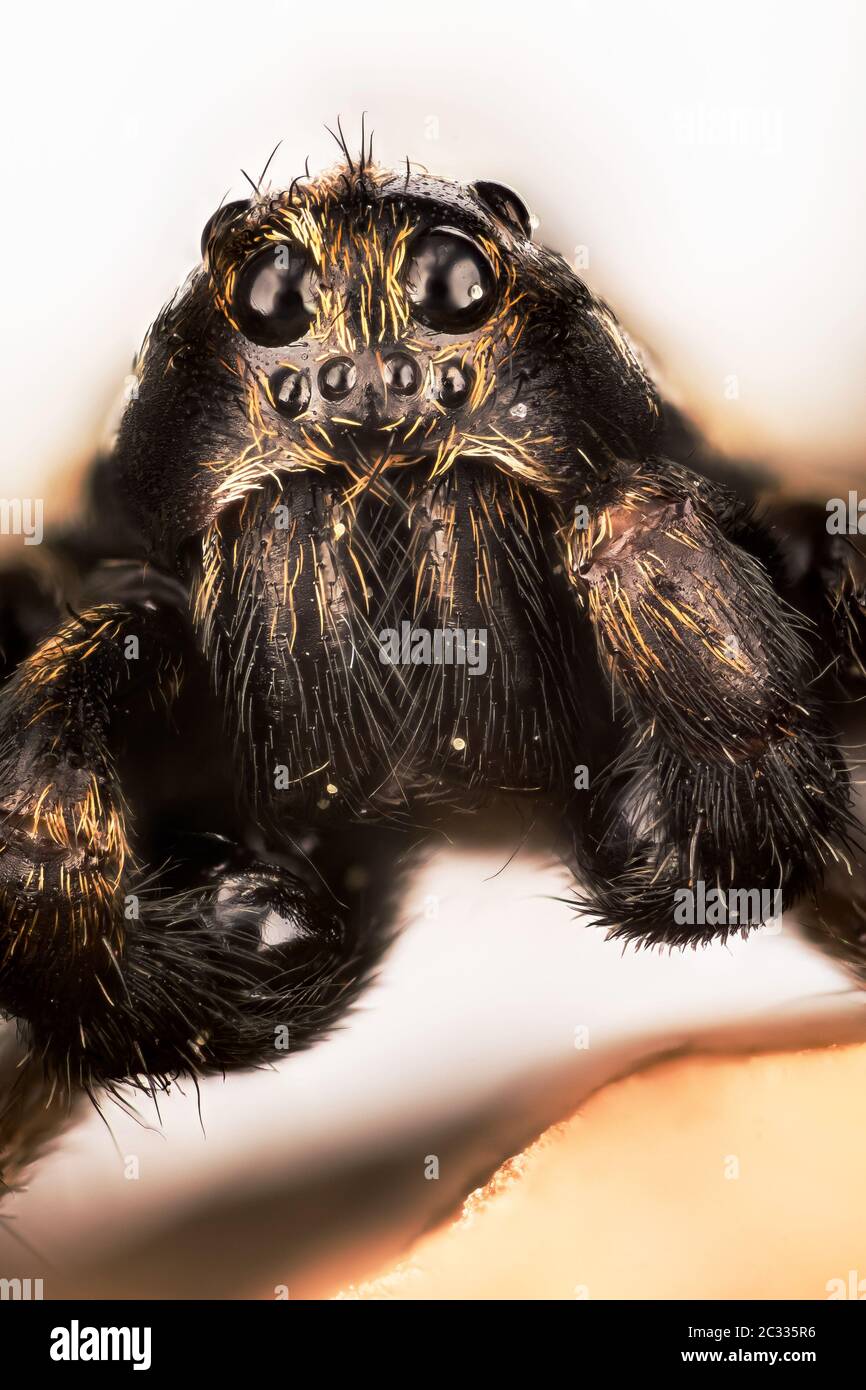 Makro Fokus Porträt von Wolf Spider. Stockfoto