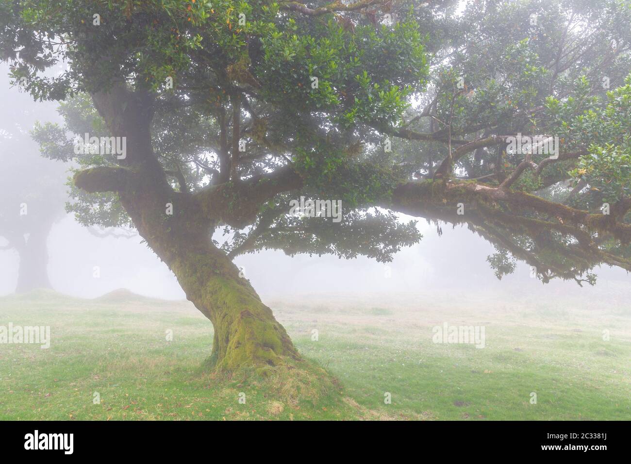 Laurel Baum im Nebelwald, Fanal, Madeira Stockfoto