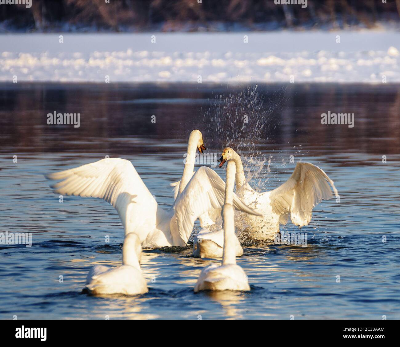 Wilde Schwäne schwimmen an einem sonnigen Tag auf dem Wasser Stockfoto