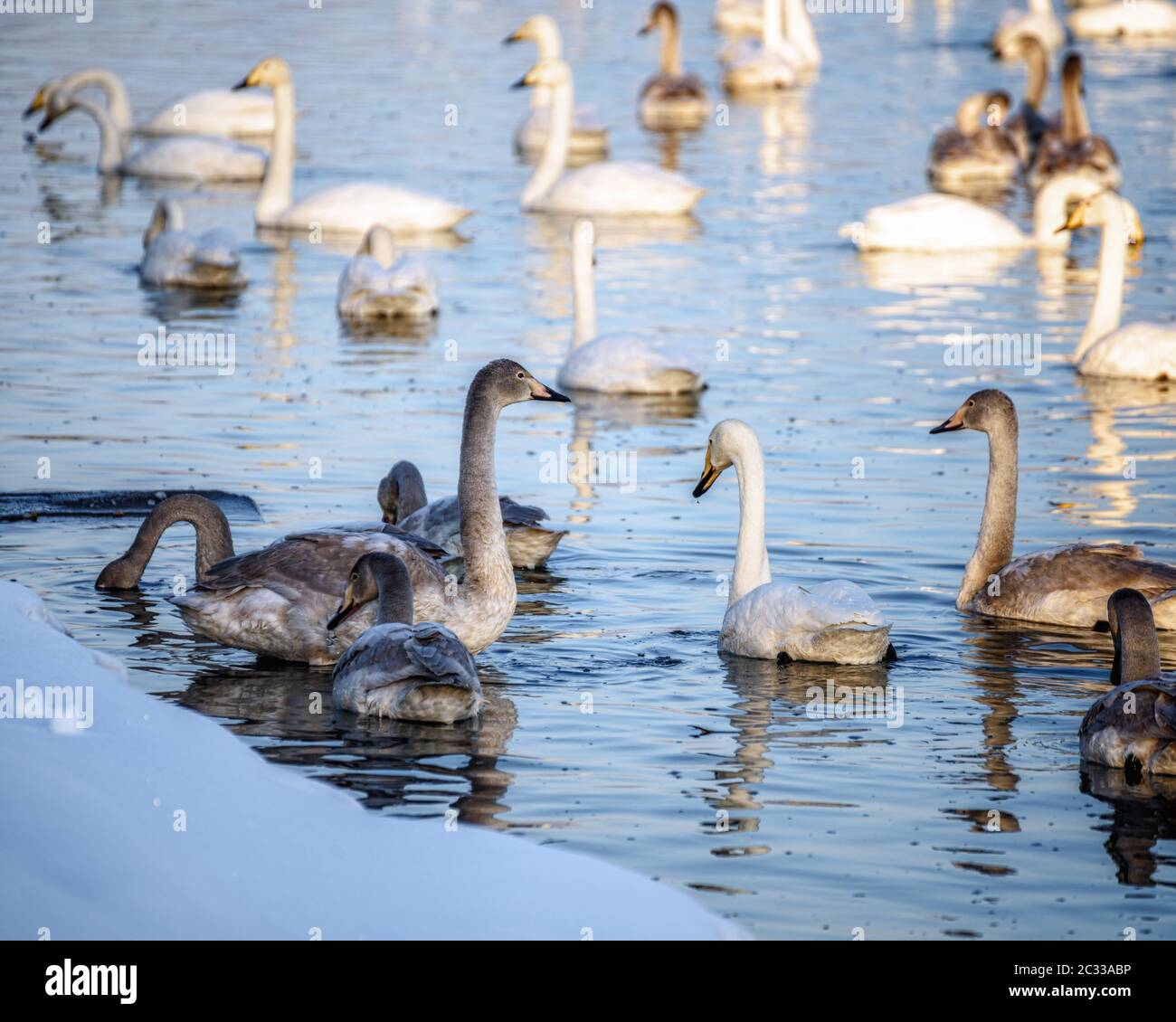 Wilde Schwäne schwimmen an einem sonnigen Tag auf dem Wasser Stockfoto