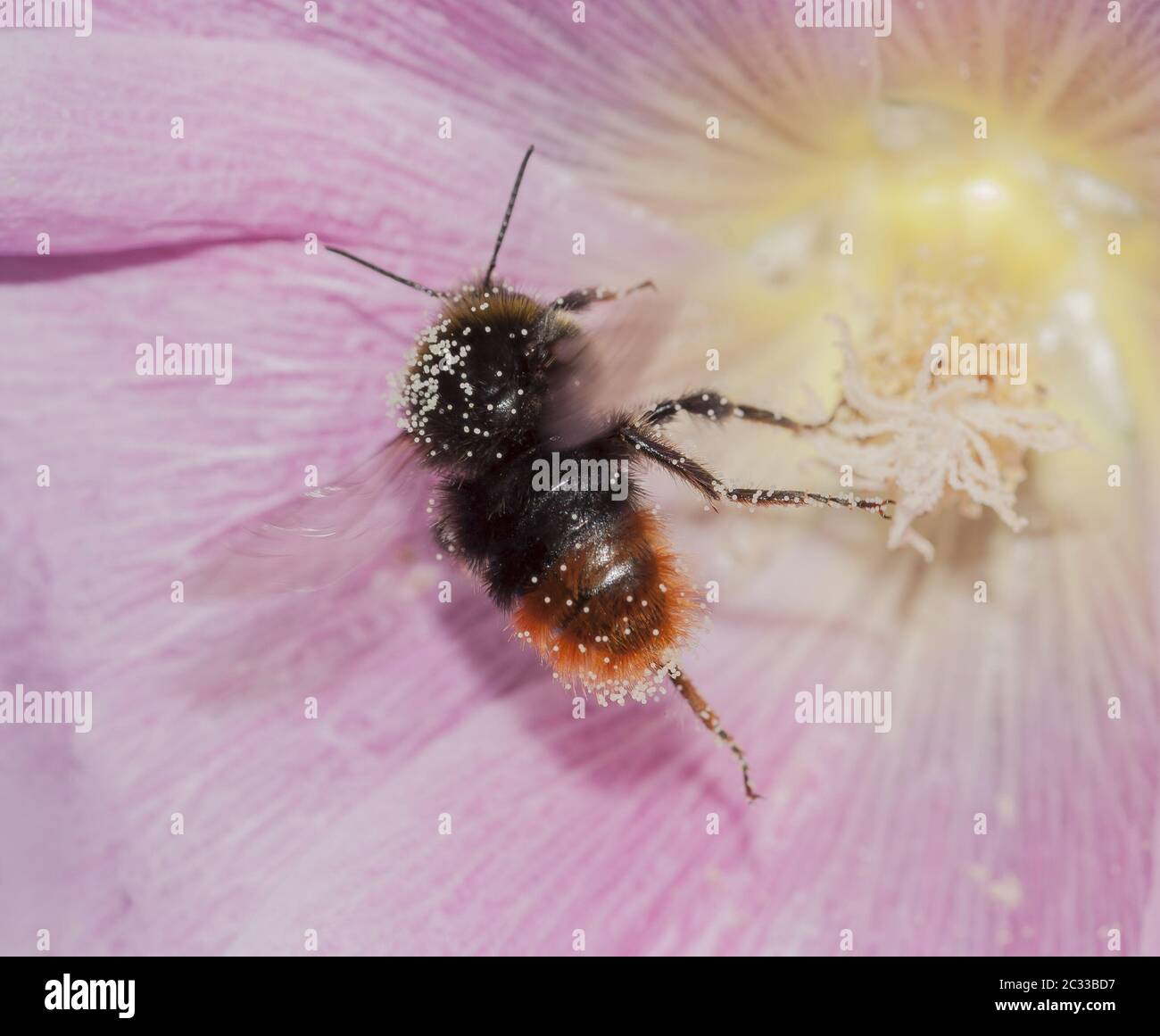 Europäische Obstbiene 'Osmia cornuta' Stockfoto