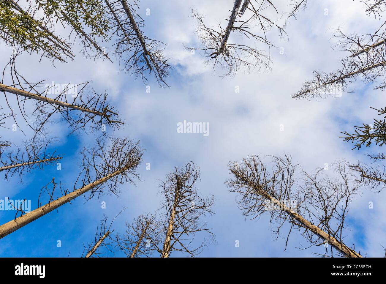 Winterlandschaft Nationalpark Harz oder Teich Stockfoto