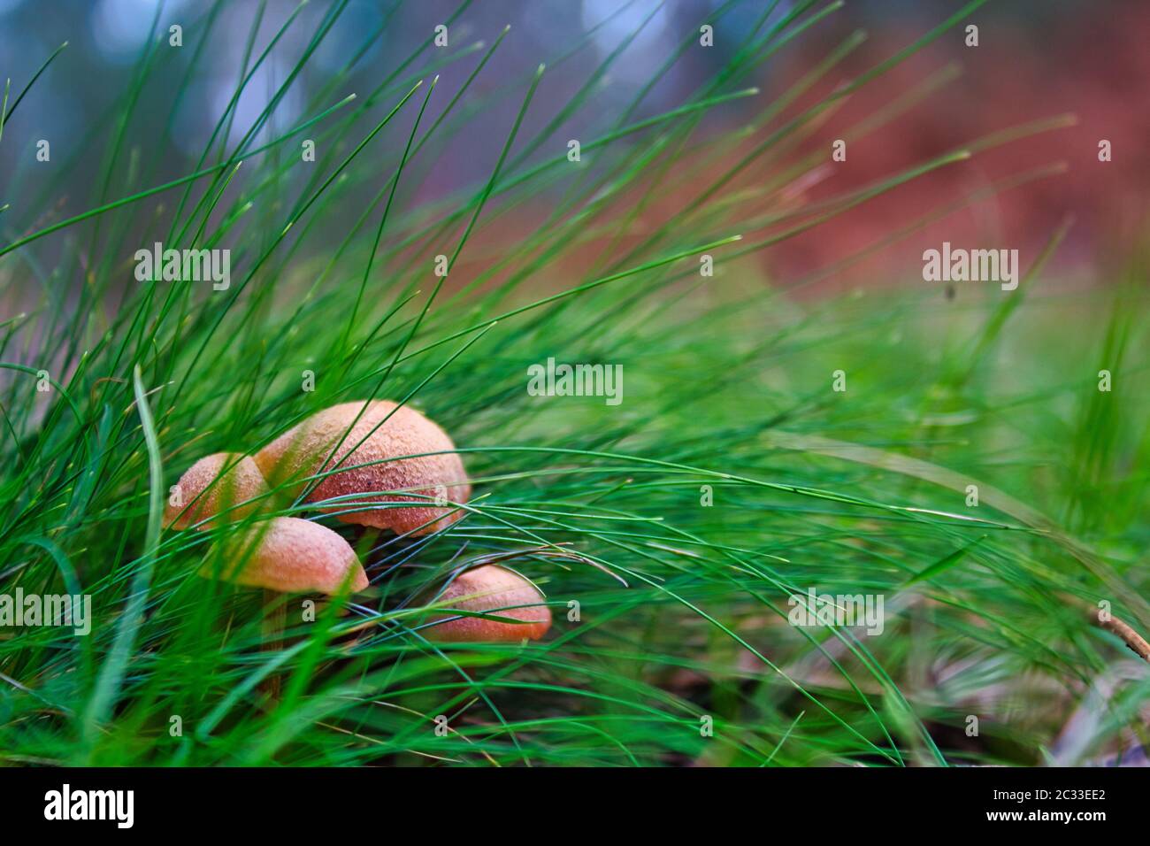 Eine Gruppe von vier Pilzen zwischen hohem grünen Gras Stockfoto