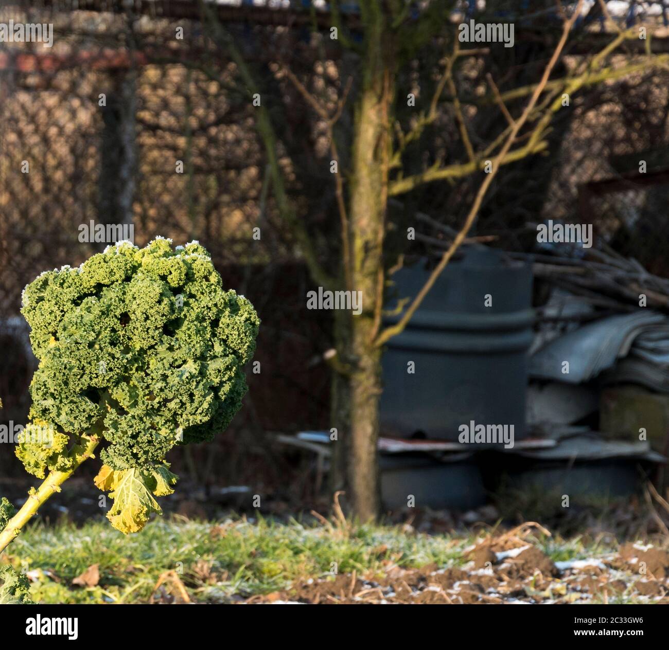 Zweige und Blätter von Grünkohl, Nahaufnahme, in wenig Schnee im Winter in Polen behandelt. Europa, bedeckt mit Morgen Frost. Super Essen wachsen in der Natur. Stockfoto