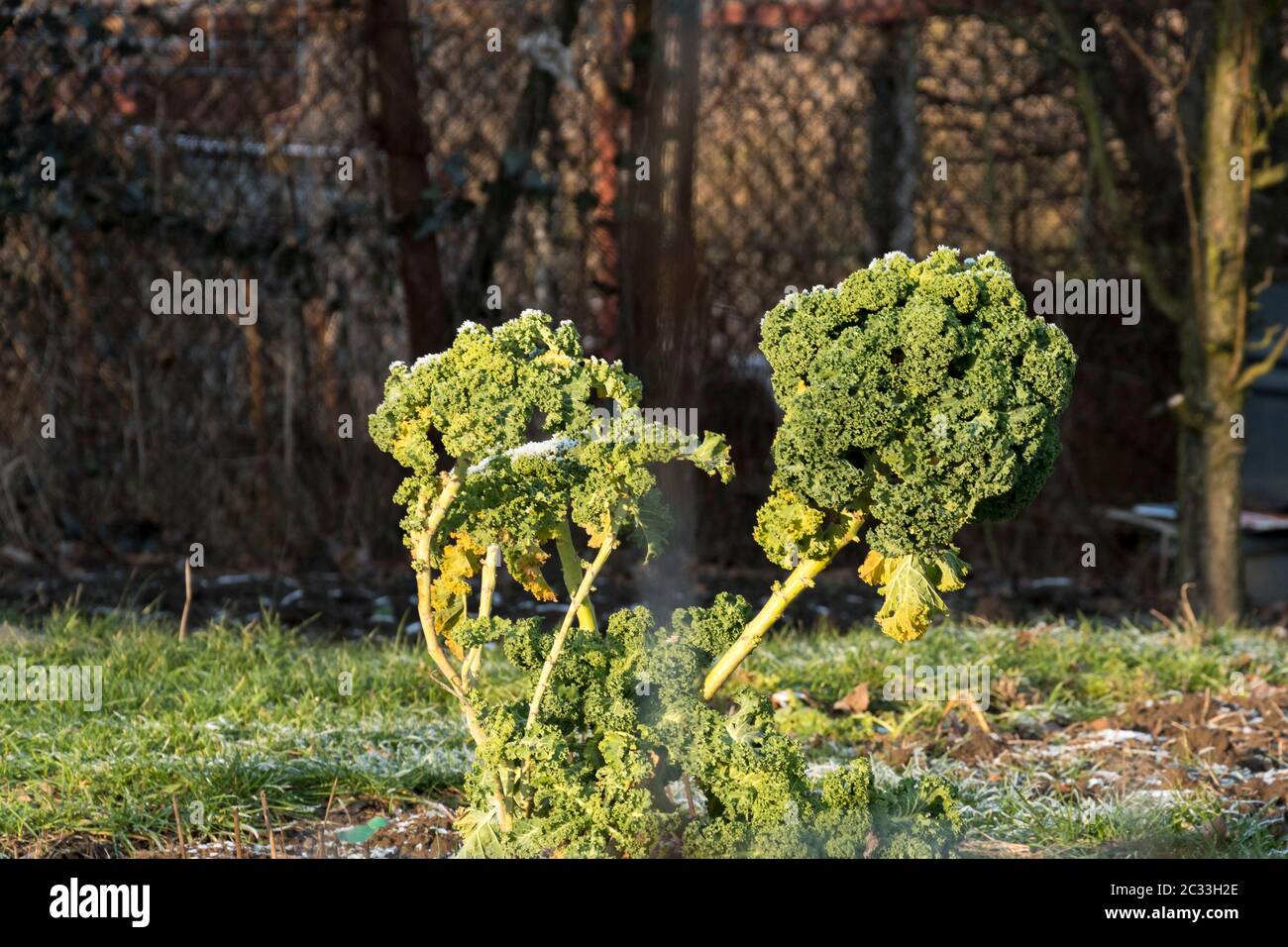 Grünkohl, Blätter mit Morgen Frost im Polnischen Garten Winter grünes Gemüse im eco Farm abgedeckt. Stockfoto