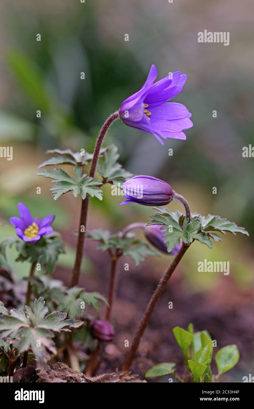 Makro-Balkan-Anemone oder Frühlings-Anemone blanda Stockfoto