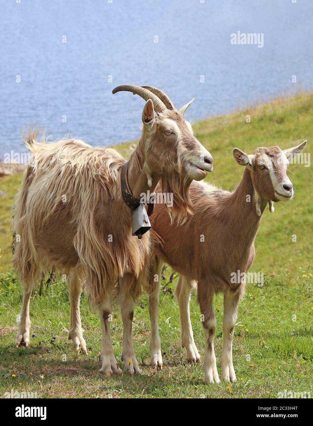 Ziege und Ziege auf einer Alm am Bergsee in Südtirol Stockfoto