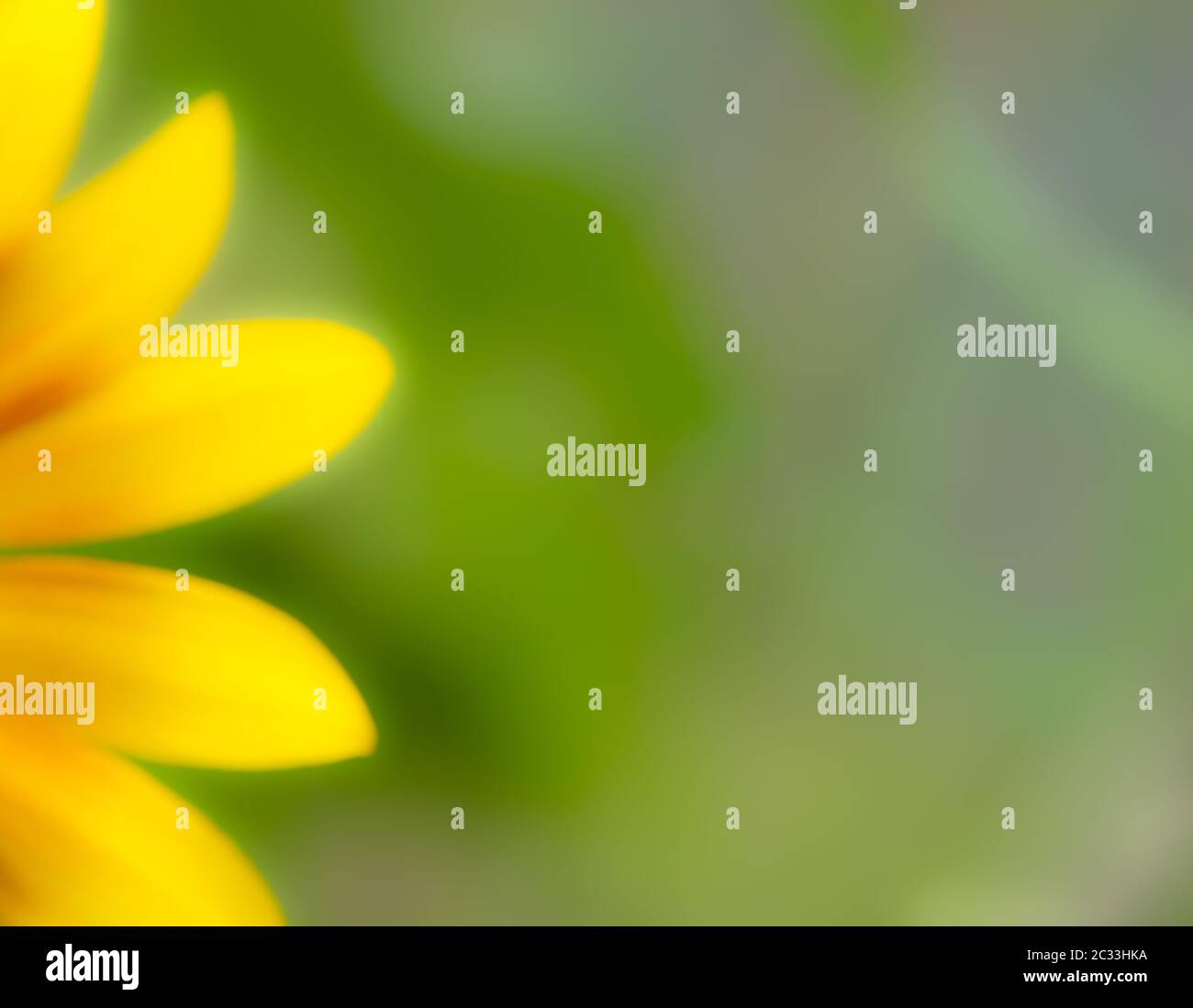 Verschwommenes weiches Bild von gelben Sonnenblumenblättern auf natürlichem grünen Hintergrund. Viel Platz für Ihre Nachricht oder Ankündigung. Stockfoto