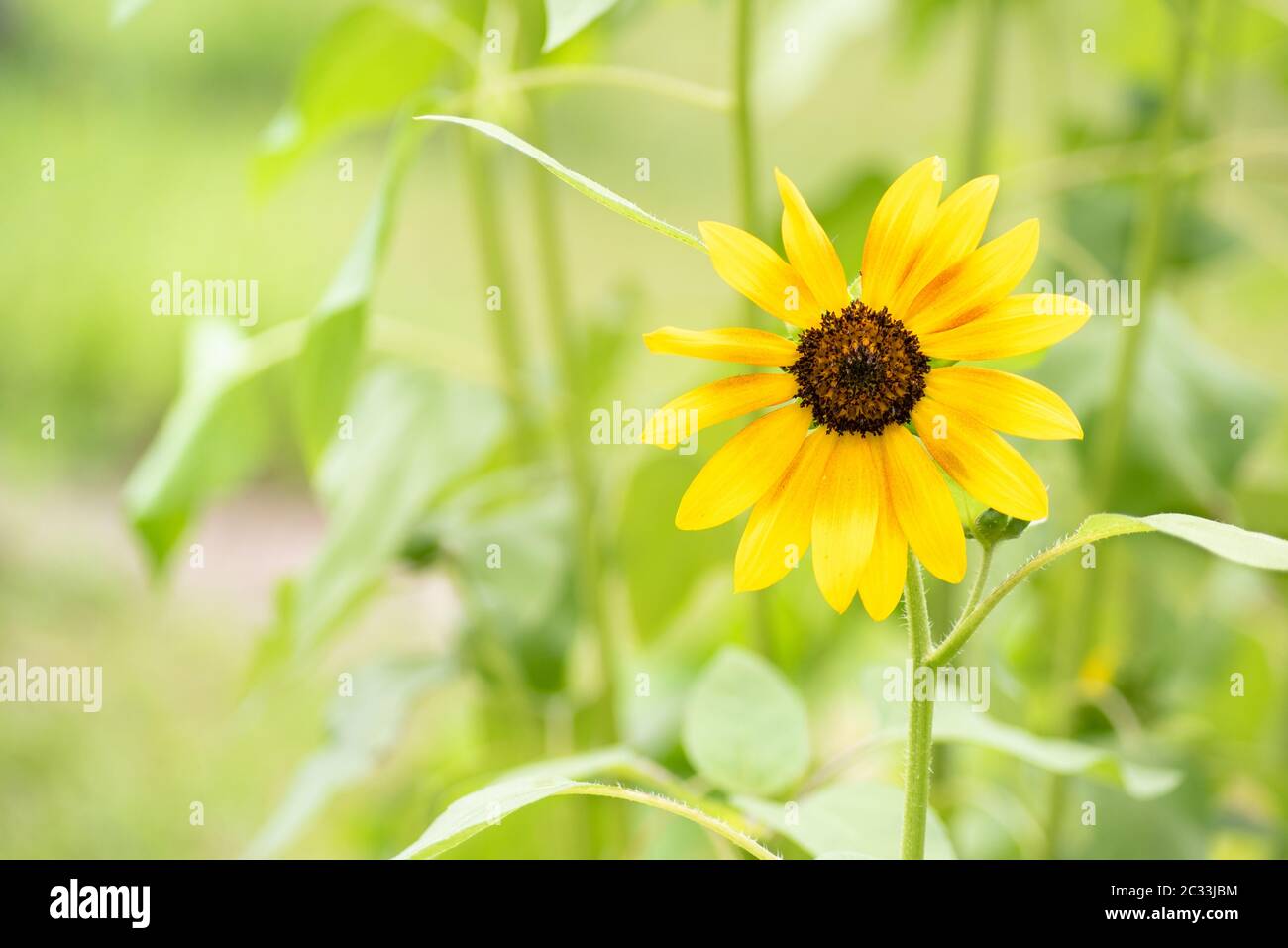 Einzelne gelbe Sonnenblume. Sonnenblumen sind vorteilhaft für Gemüsegärten sowie durch die Anziehung Bestäuber wie Bienen, Schmetterlinge und Kolibris. Stockfoto