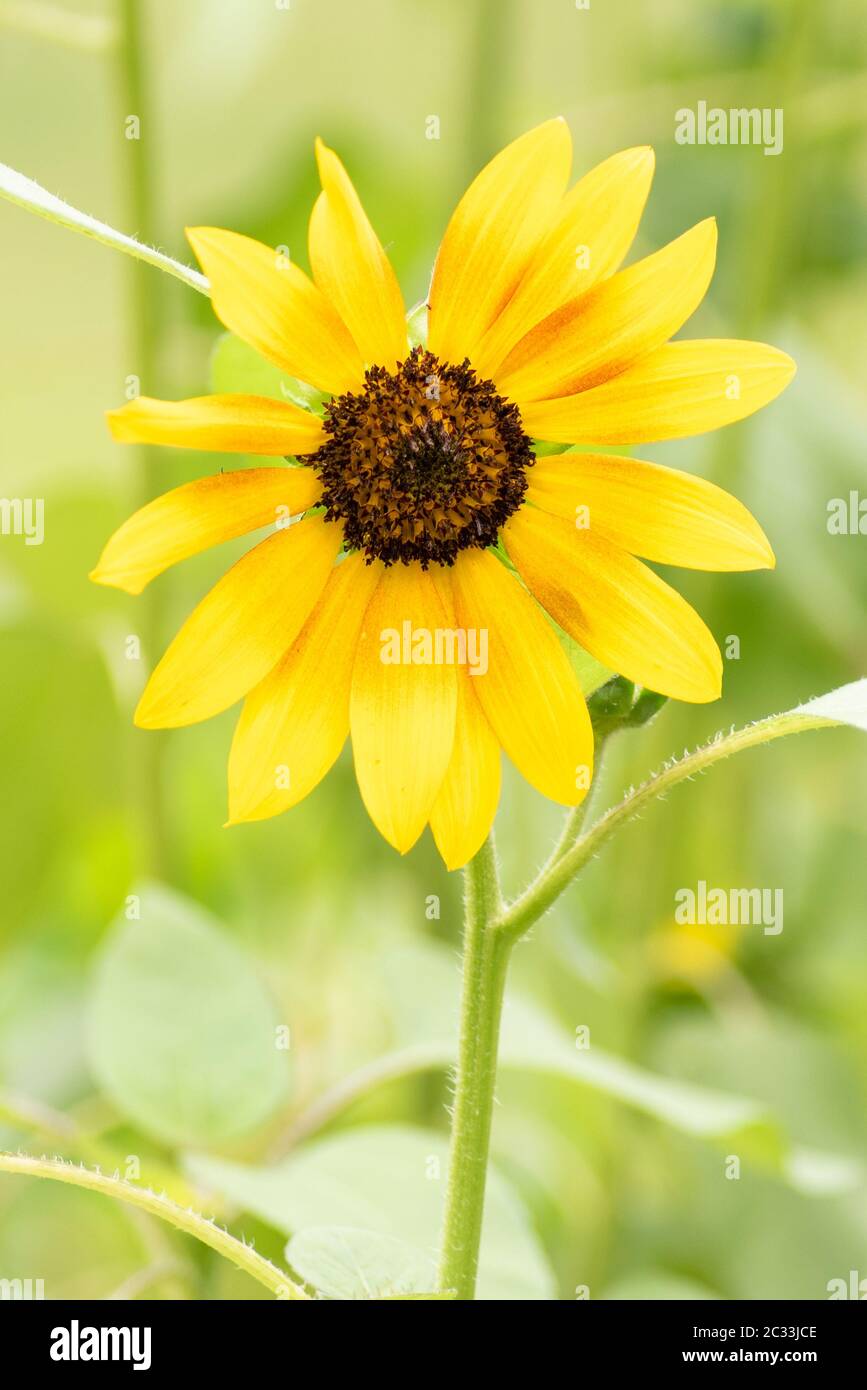 Einzelne gelbe Sonnenblume. Sonnenblumen sind vorteilhaft für Gemüsegärten sowie durch die Anziehung Bestäuber wie Bienen, Schmetterlinge und Kolibris. Stockfoto