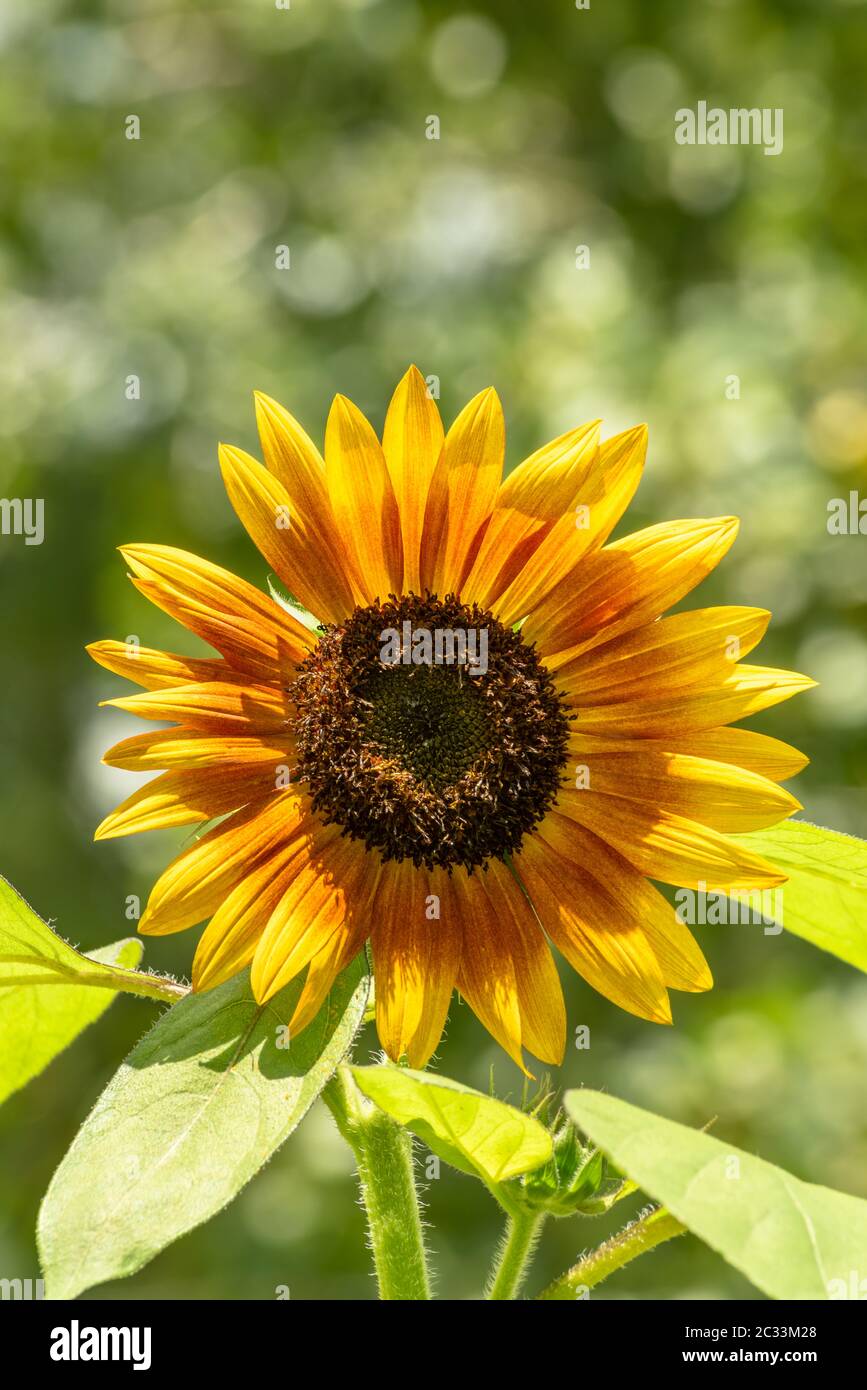 Einzelne gelbe und orange Sonnenblume mit natürlichen Bokeh Hintergrund Stockfoto