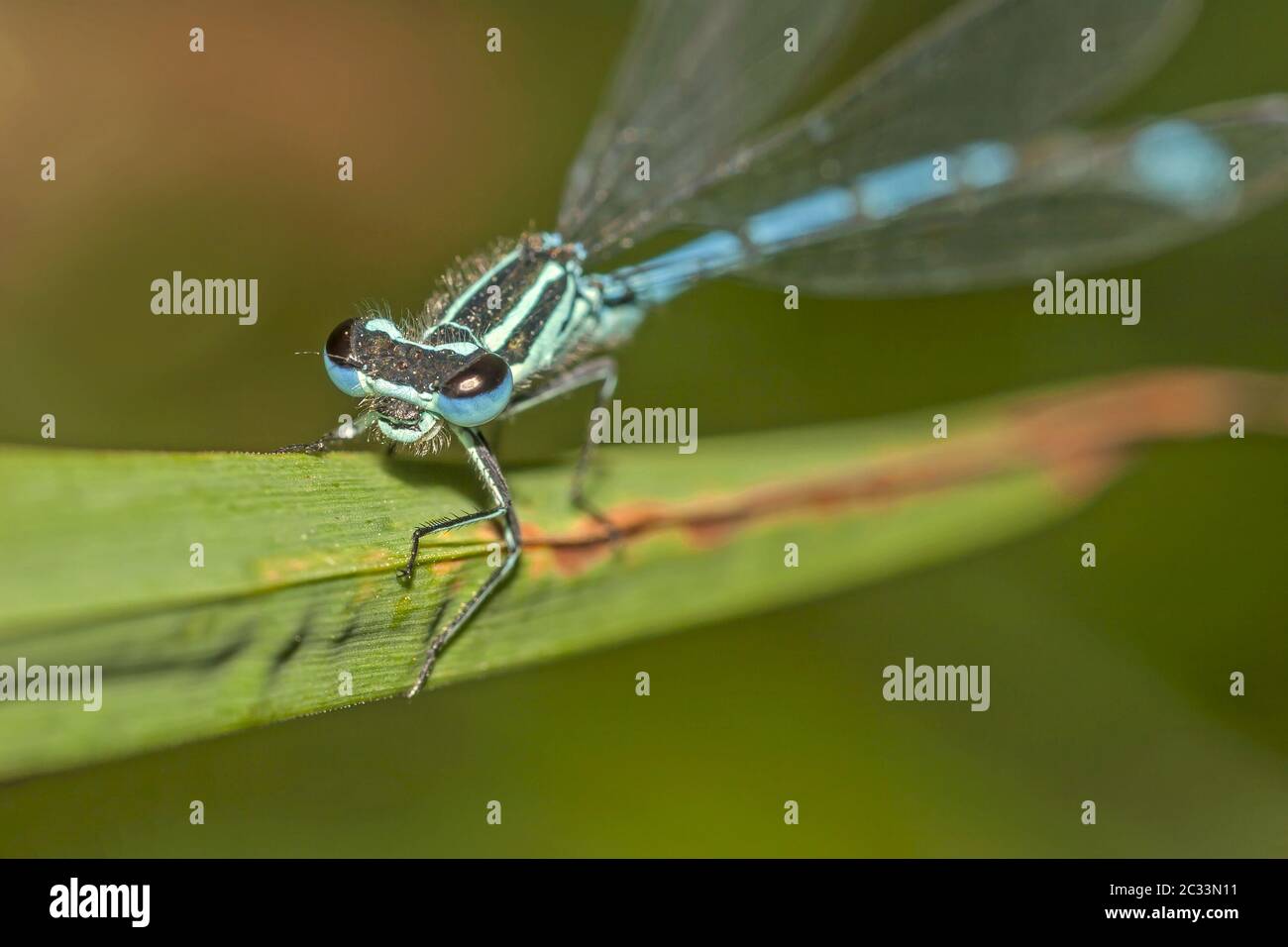 Blaue Damselfliege 'Coenagrion puella' Stockfoto