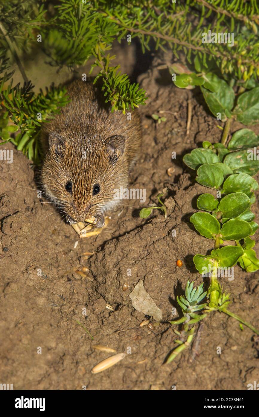 Gewöhnliche wühlmaus microtus arvalis Fotos und Bildmaterial in hoher Auflösung Alamy