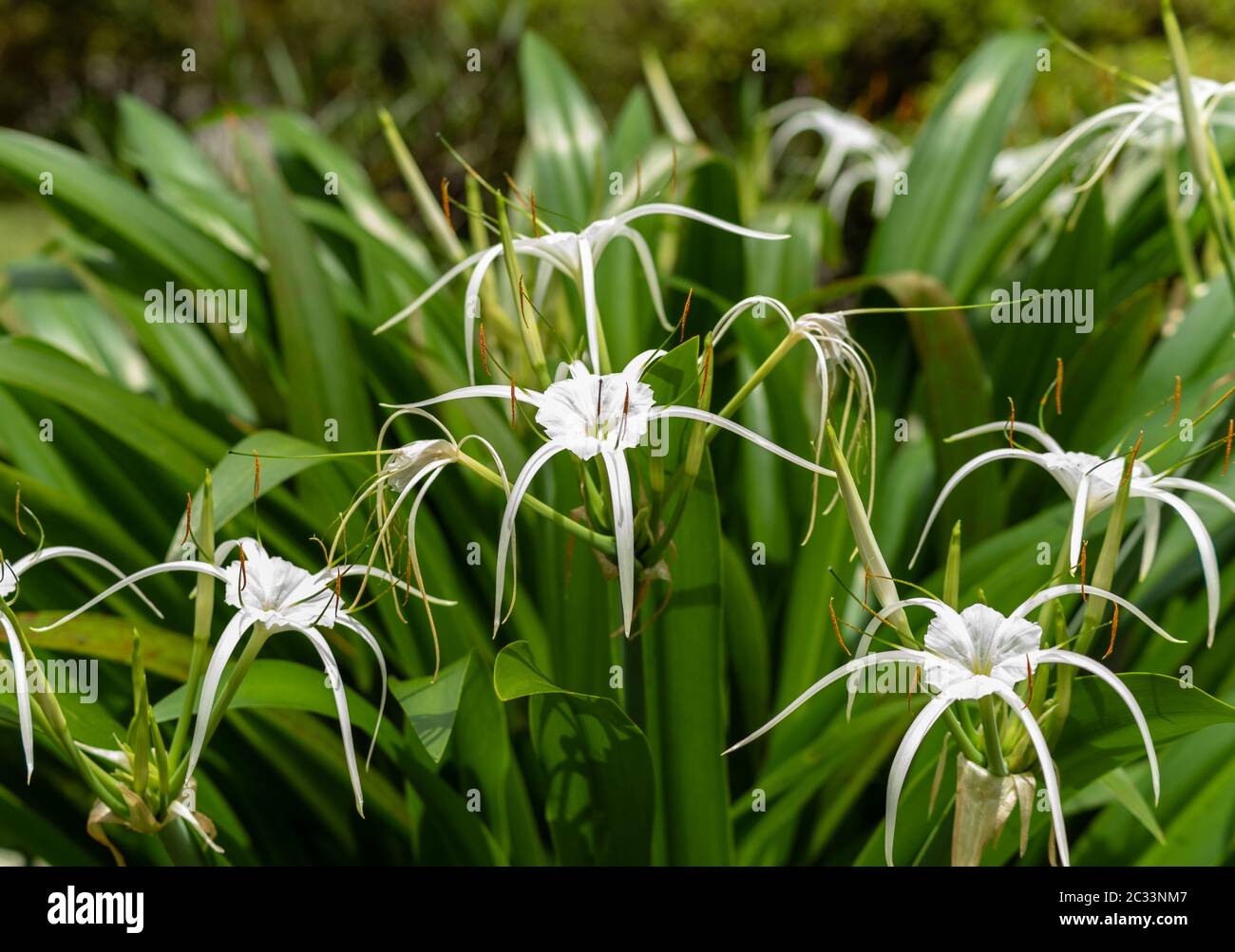 Auffällige weiße Spinnenlilien mit natürlichen grünen Blättern im Hintergrund Stockfoto