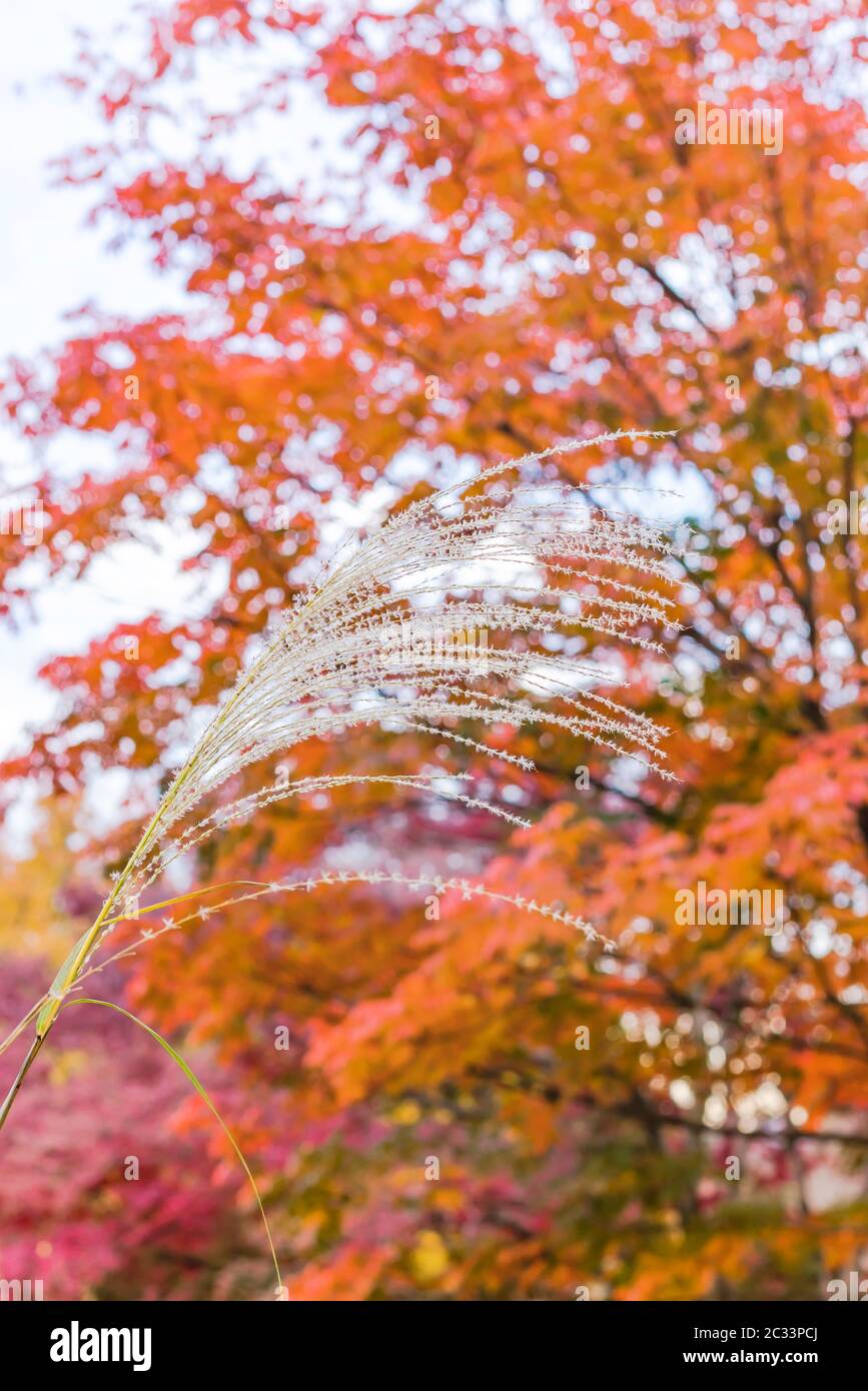 Maiden silvergrass blühende Pflanze mit Herbstfarben bokeh Hintergrund. Stockfoto