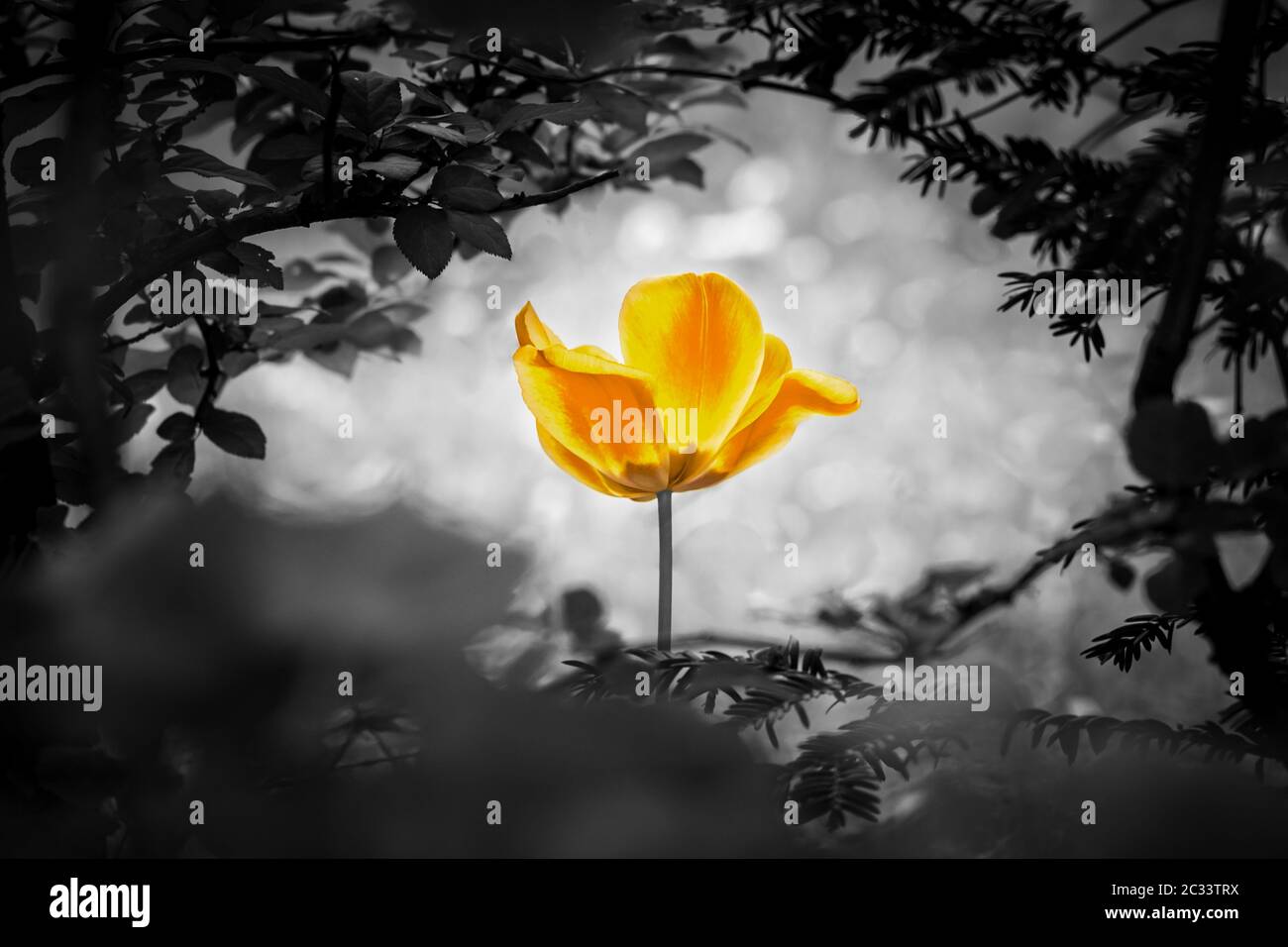 Die Blume ist Symbol für die Kraft des Lebens und der Geisteskraft jenseits von Trauer Tod und Sorgen. Symbolisiert auch die Heilung von Stress oder Burnout Stockfotografie