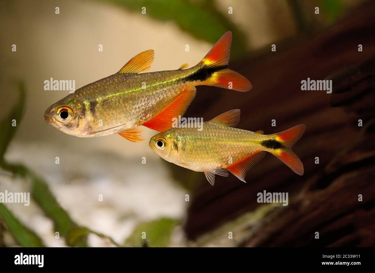 buenos aires tetra Hyphessobrycon anisitsi tropischer Aquarienfisch Stockfoto
