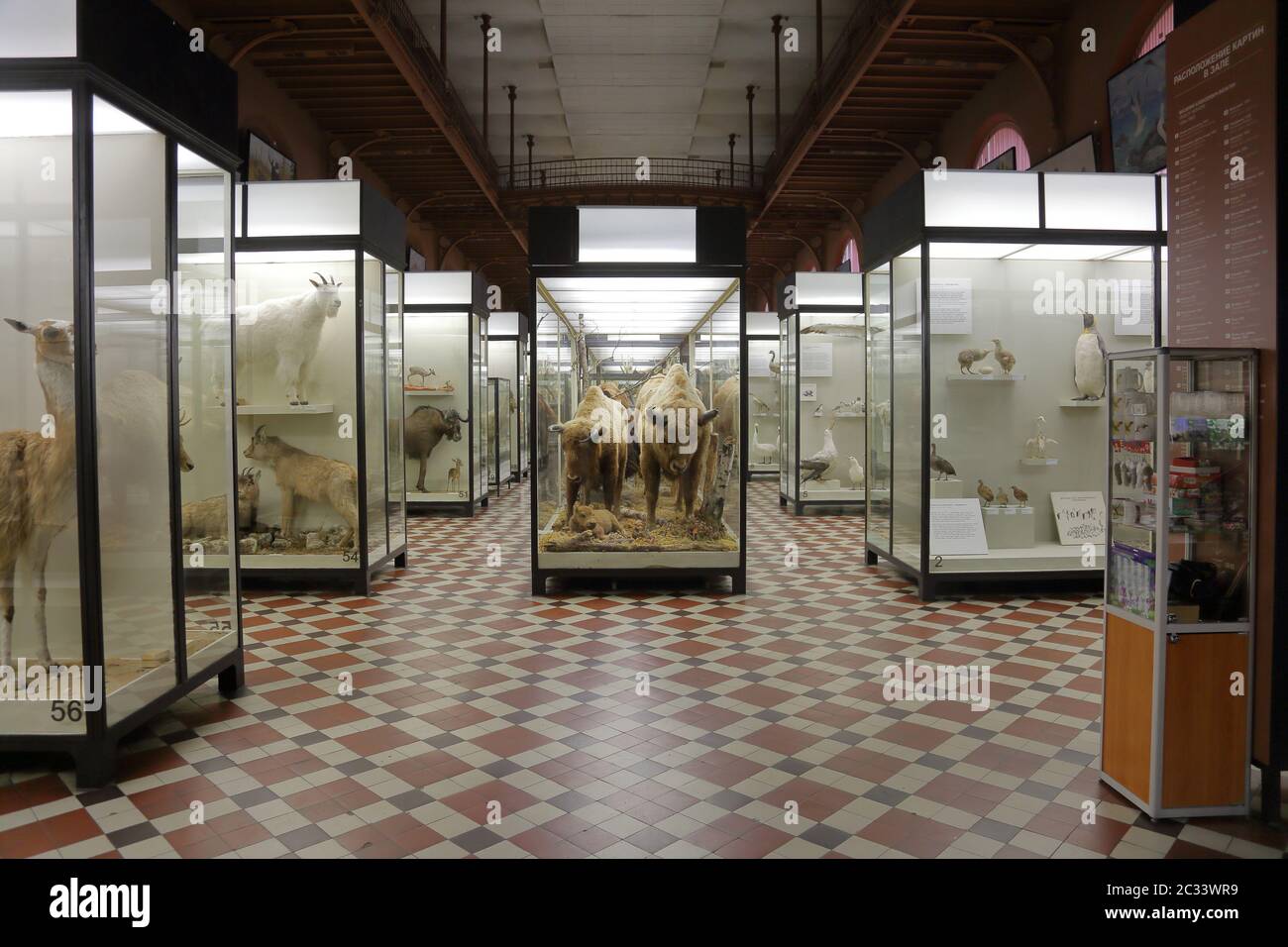 Zoologisches Museum benannt nach Lomonosov. Moskau, Russland Stockfoto