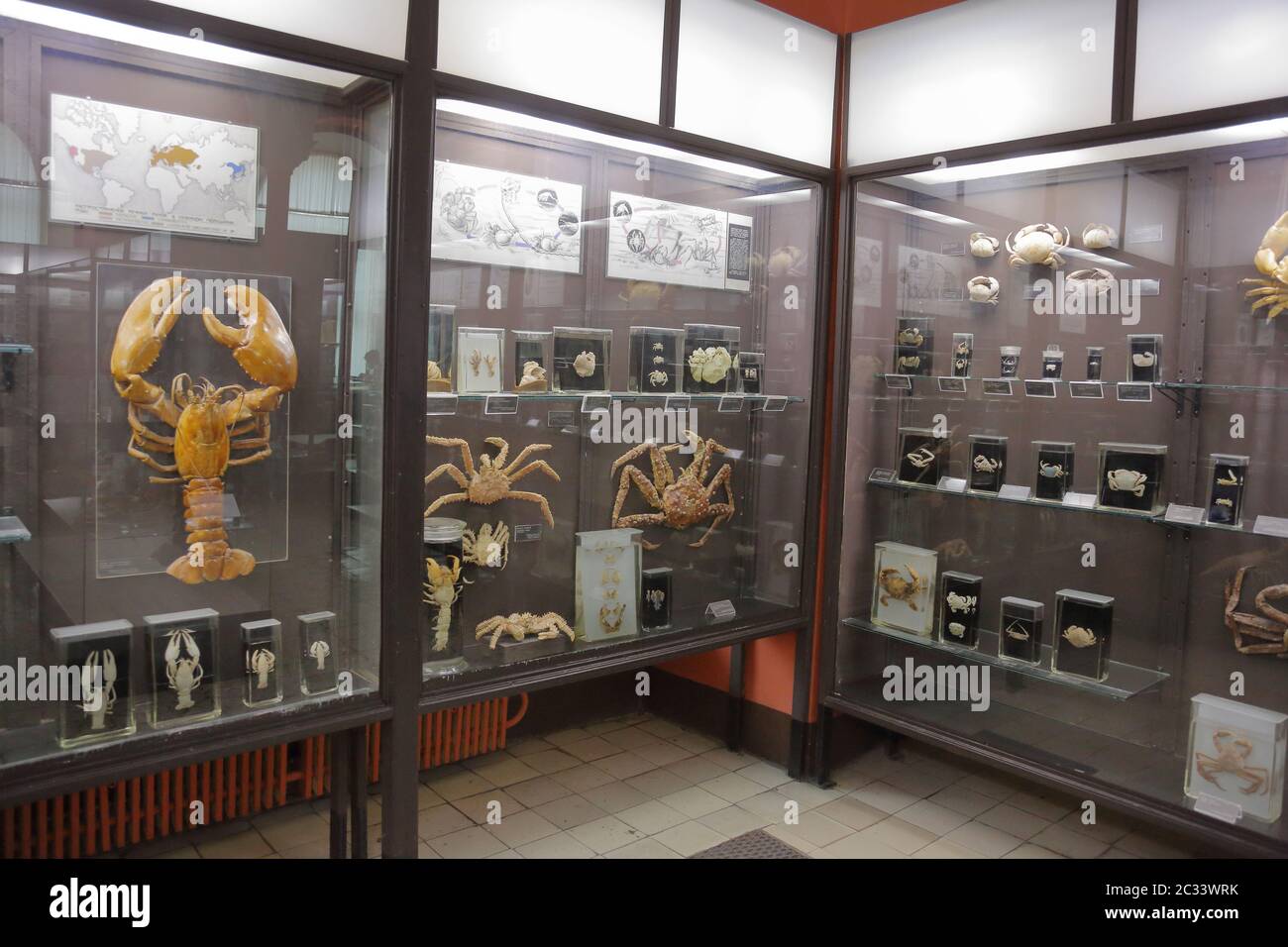 Zoologisches Museum benannt nach Lomonosov. Moskau, Russland Stockfoto