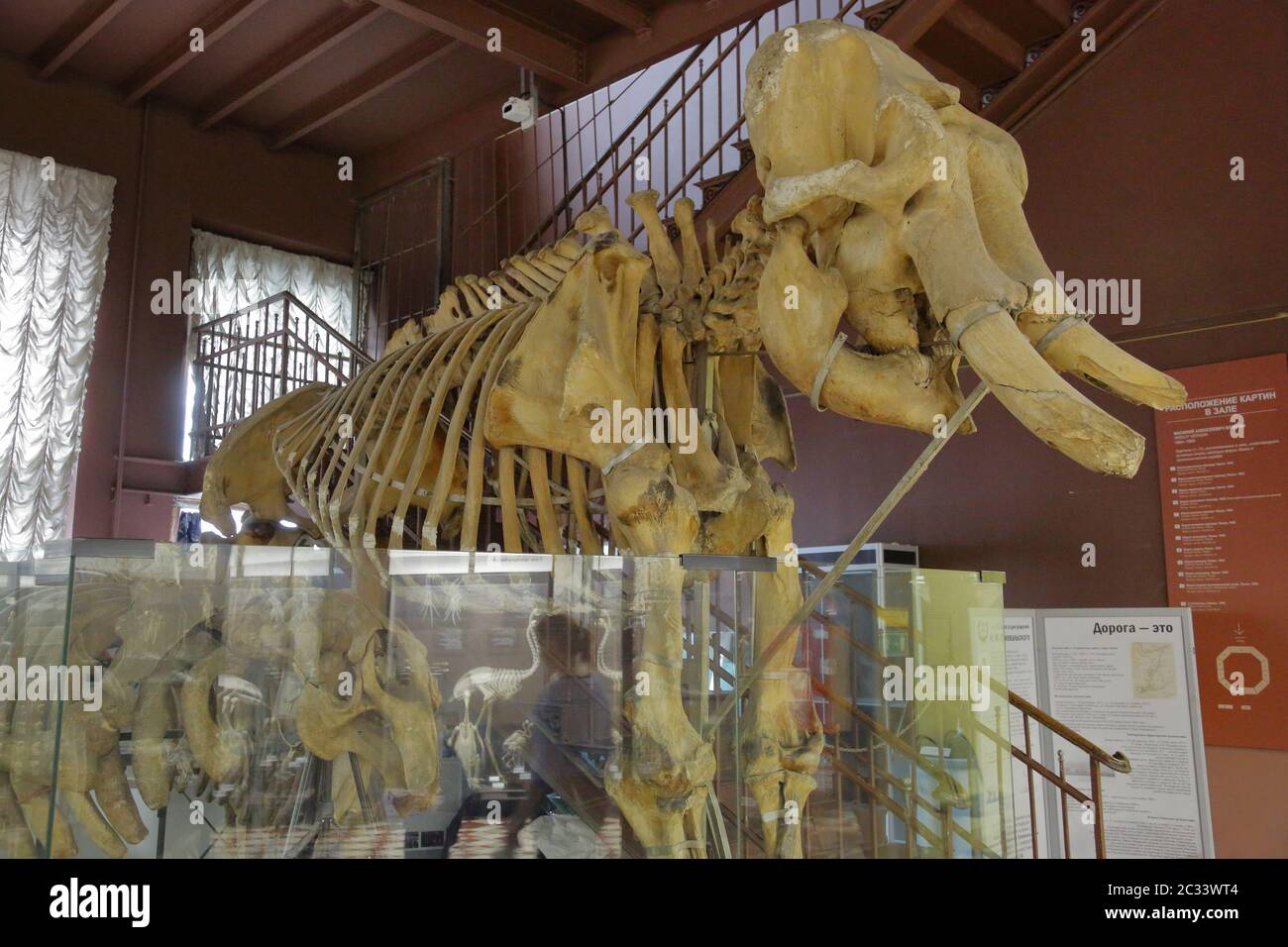 Zoologisches Museum benannt nach Lomonosov. Moskau, Russland Stockfoto