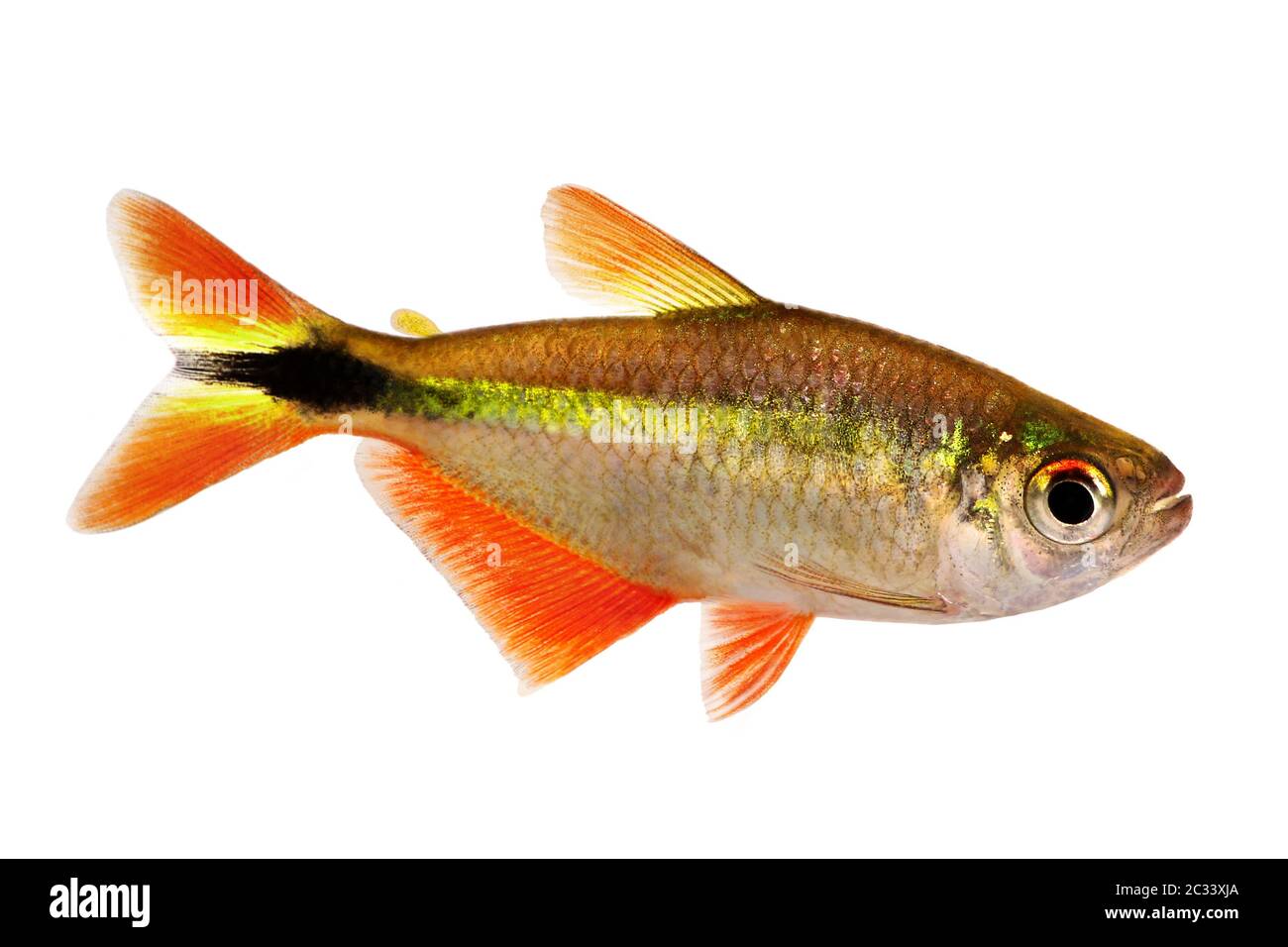 buenos aires tetra Hyphessobrycon anisitsi tropischer Aquarienfisch Stockfoto