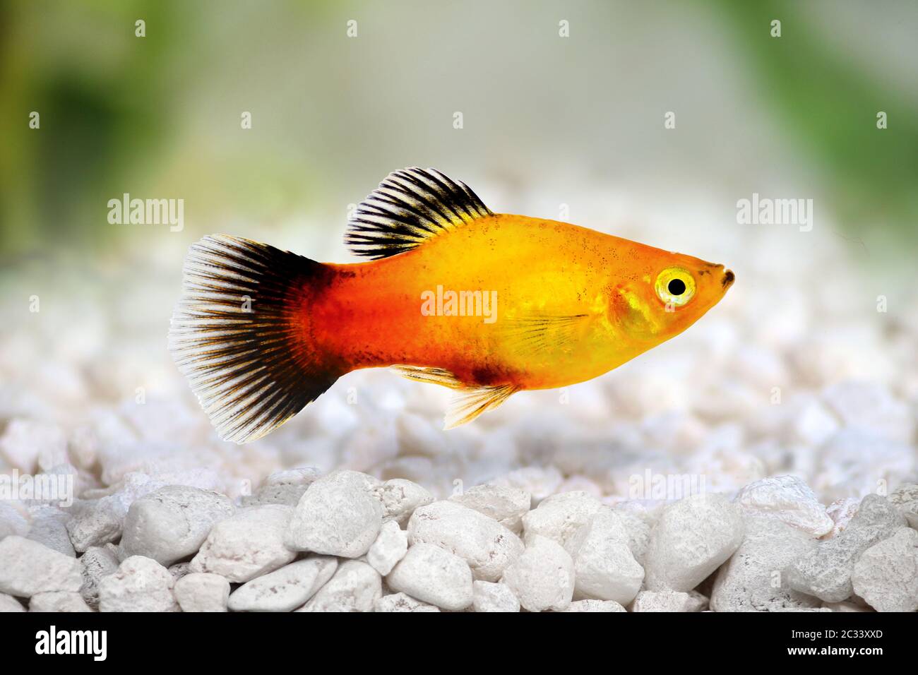 sunburst platy Männchen Xiphophorus maculatus tropischen Aquarienfisch Stockfoto
