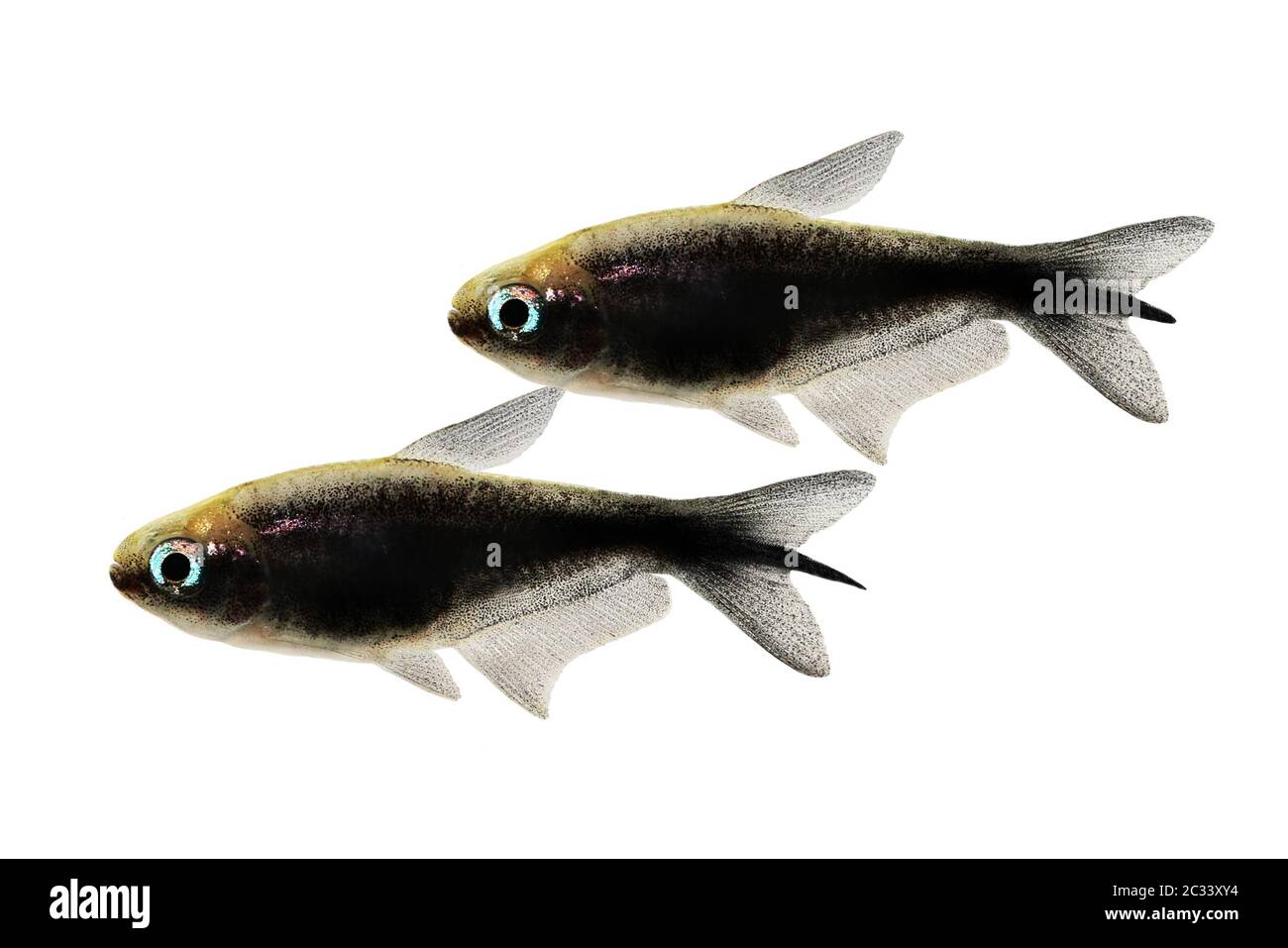 Schwarzer Kaiser tetra Nematobrycon amphiloxus tropisches Aquarium Neon tetra Stockfoto