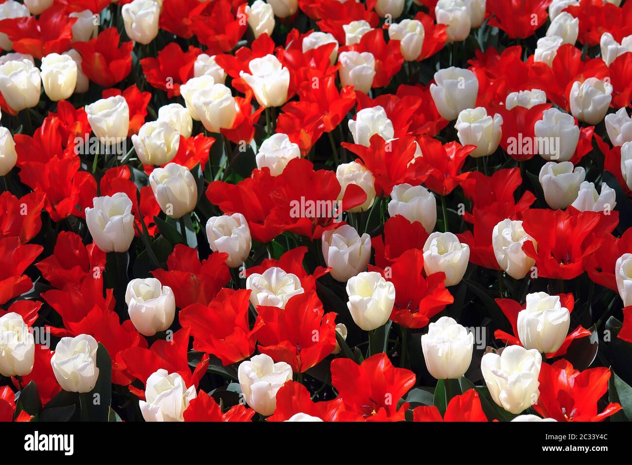 Natürliche Hintergründe: Tulpen Stockfoto