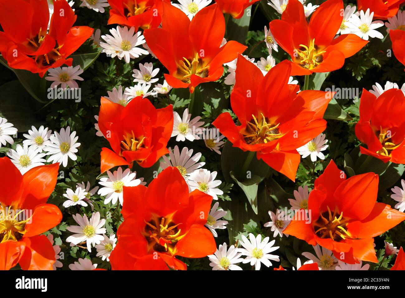 Natürliche Hintergründe: Tulpen Stockfoto