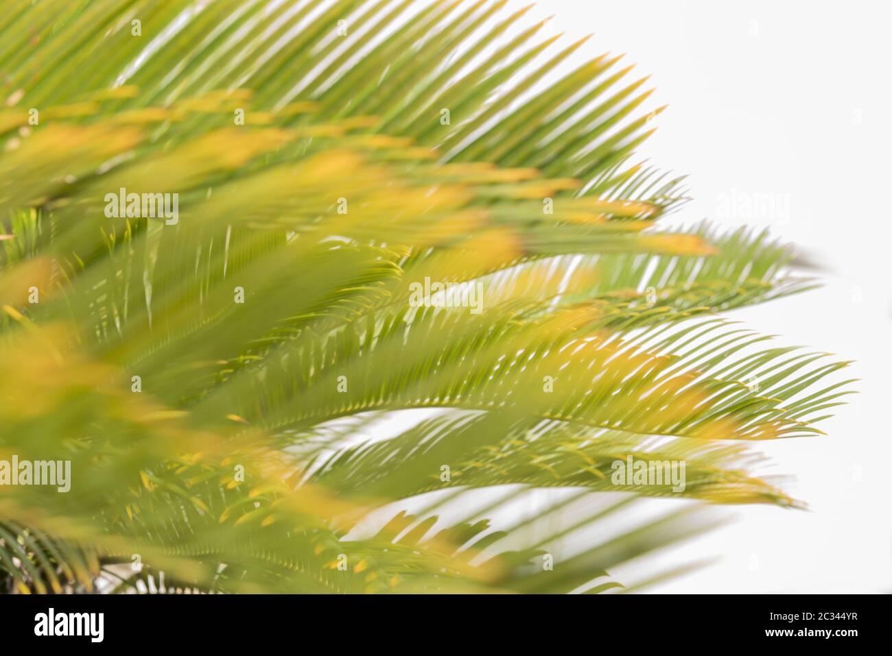 Green Palm Leaf von Okinawa in Japan auf weißem Hintergrund mit Bokeh. Stockfoto