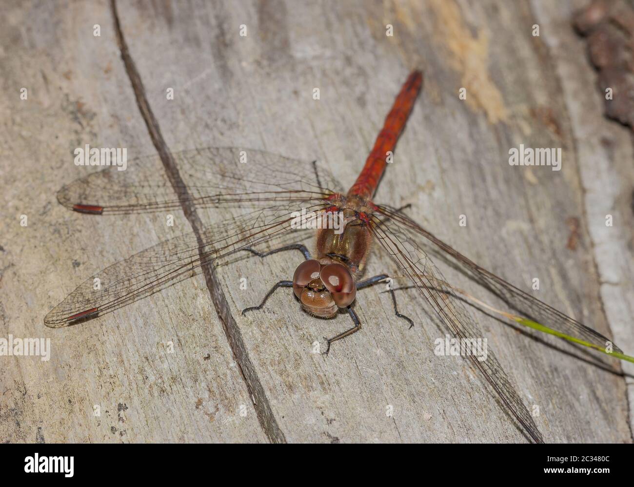 Gemeiner Darter 'Sympetrum striolatum' Stockfoto
