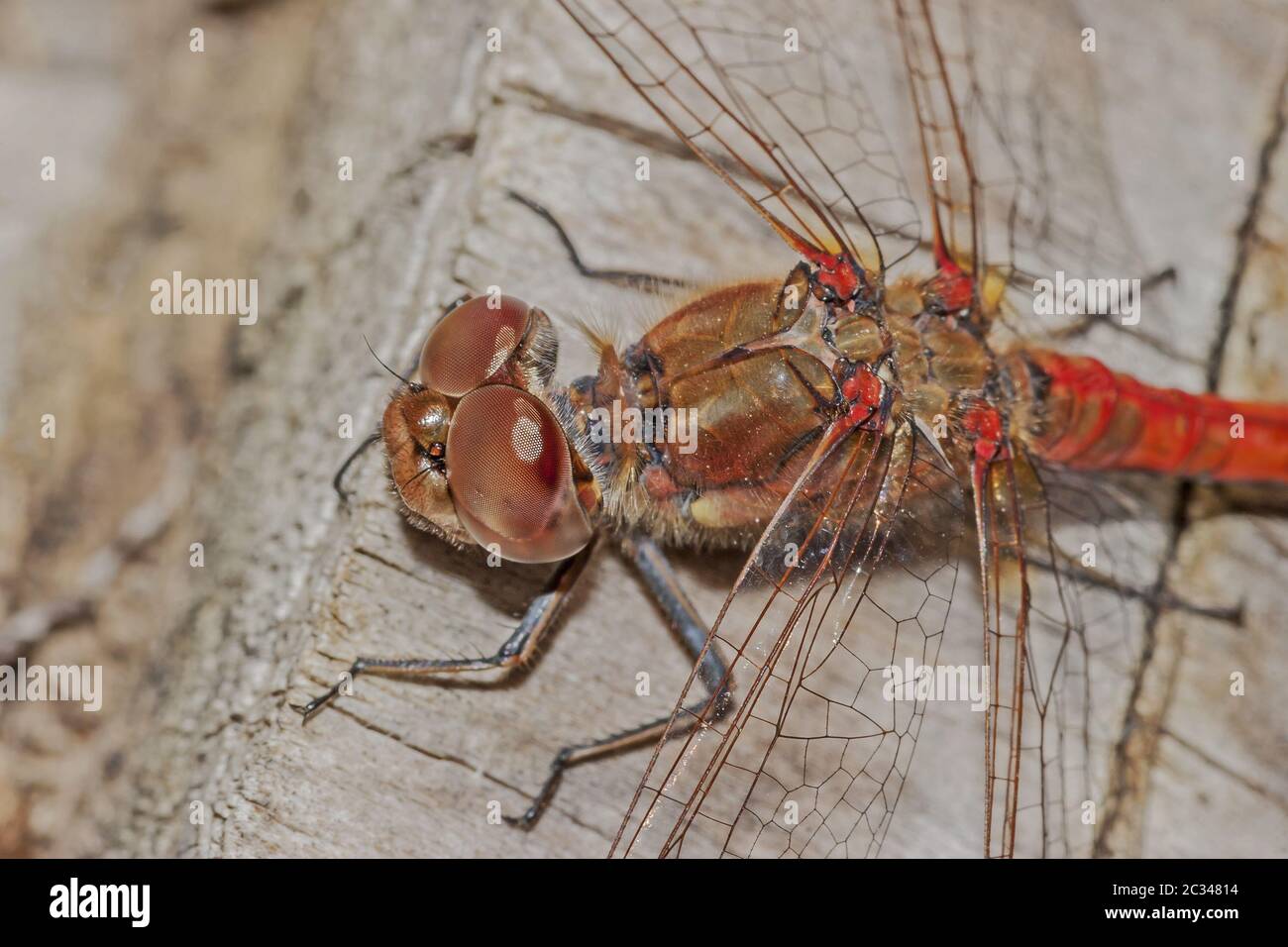 Gemeiner Darter 'Sympetrum striolatum' Stockfoto