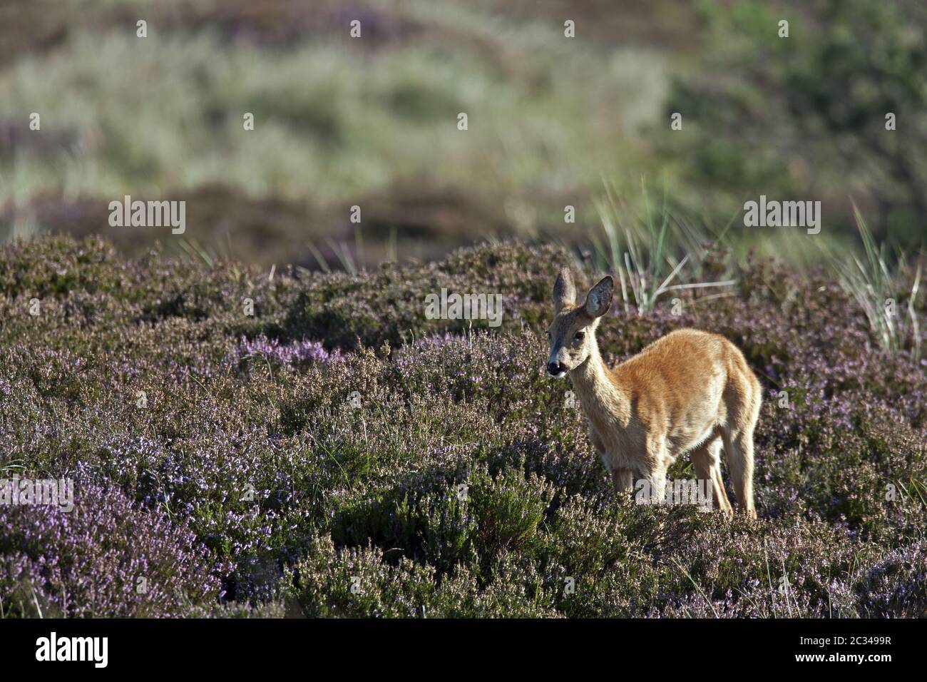 Europäische Rehe Hirsche in einer Heide Stockfoto