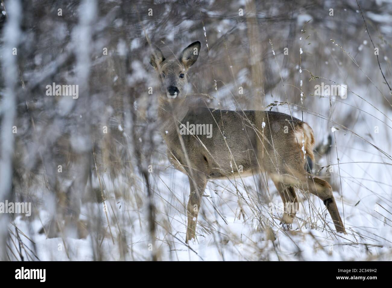 Rüde Hirsch fawn im ersten Winter Stockfoto