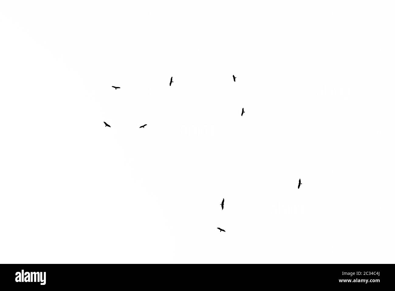 Niedriger Blickwinkel auf eine Herde westlicher Marschen, die in den Himmel fliegen. Schwarz-weiße Silhouette. Stockfoto
