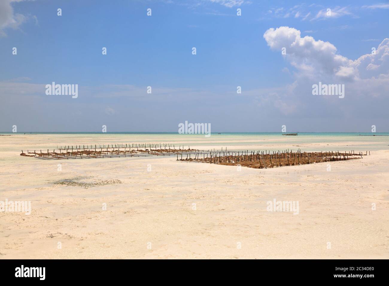Algen Anbau am Strand, Sansibar, Tansania. Afrika Panorama. Indischen Ozean Landschaft Stockfoto