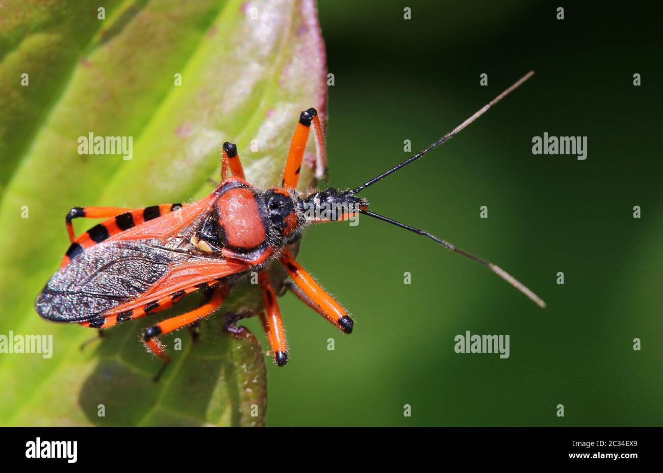 Mordbug Rhynocoris iracundus in Makrorot Stockfoto