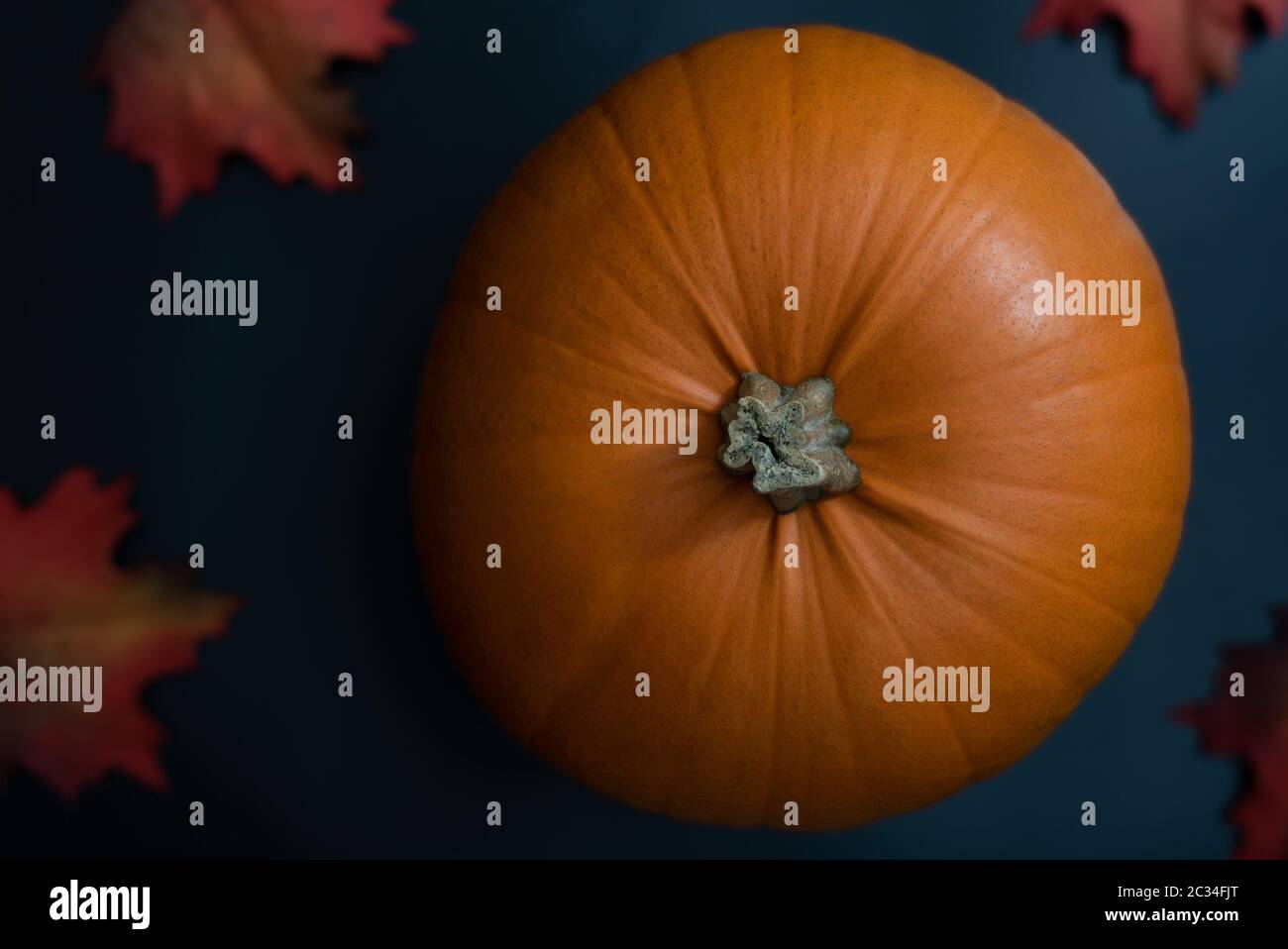 Blick von oben auf die große dekorative orange Kürbis auf sauberen, modernen dunklen blauen Hintergrund mit rotem Herbstlaub als festliche Dekoration für Thanksgiving oder ha Stockfoto