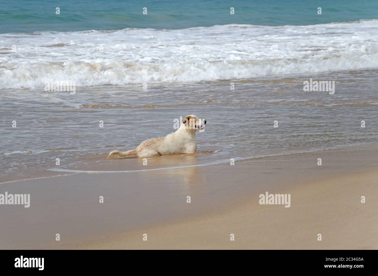 Marinehund. Mirissa Bay. Sri Lanka Stockfoto