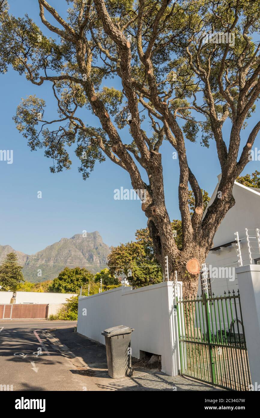 Riesige Baum im Garten mit Tisch Bergpanorama in Claremont, Cape Town, Südafrika. Stockfoto